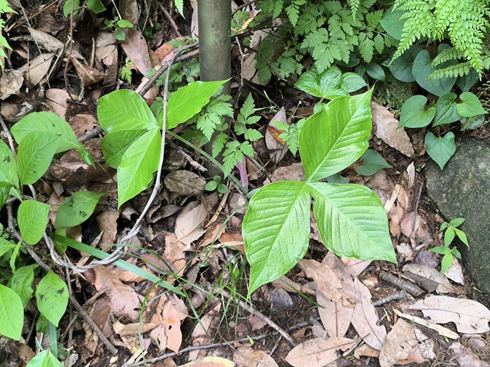 10 ムサシアブミ.jpg