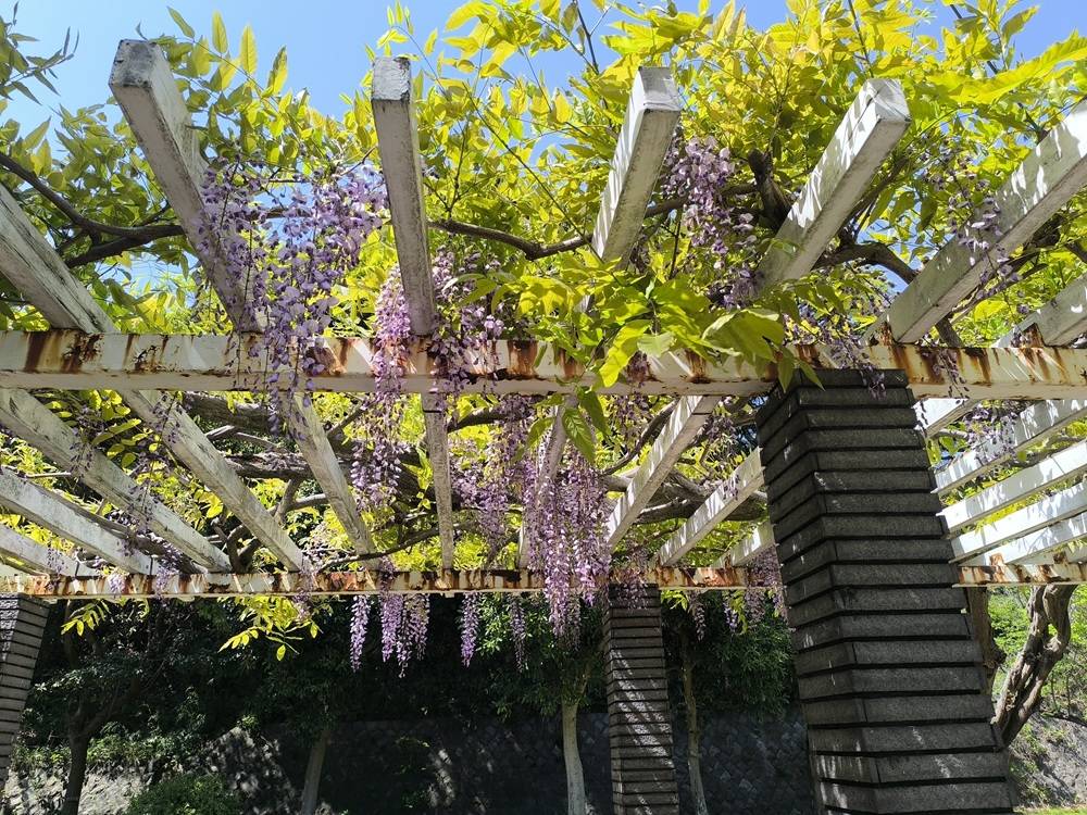 藤棚2.jpg