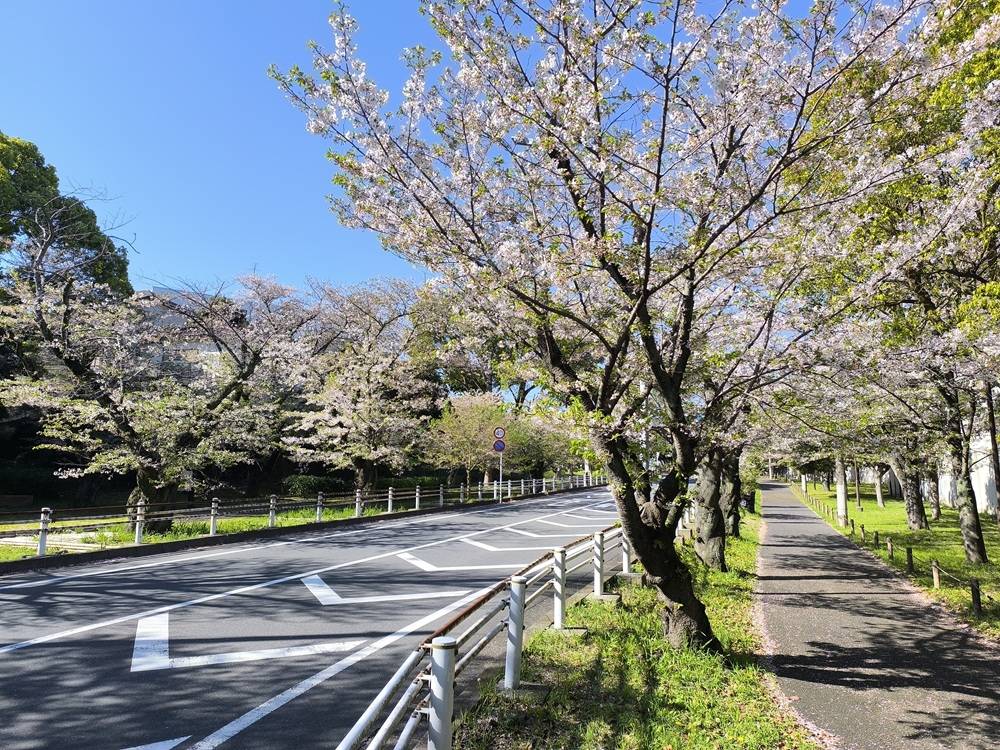 葉桜並木 (2).jpg