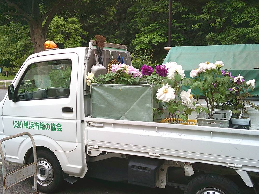 2　ぼたんひきたわし.jpg