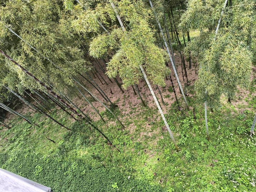 ４　竹林.jpg