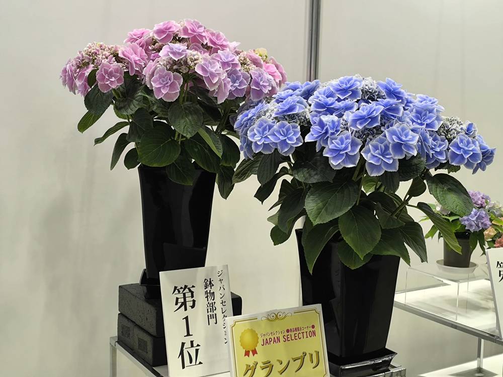 ジャパンセレクションあじさい.jpg