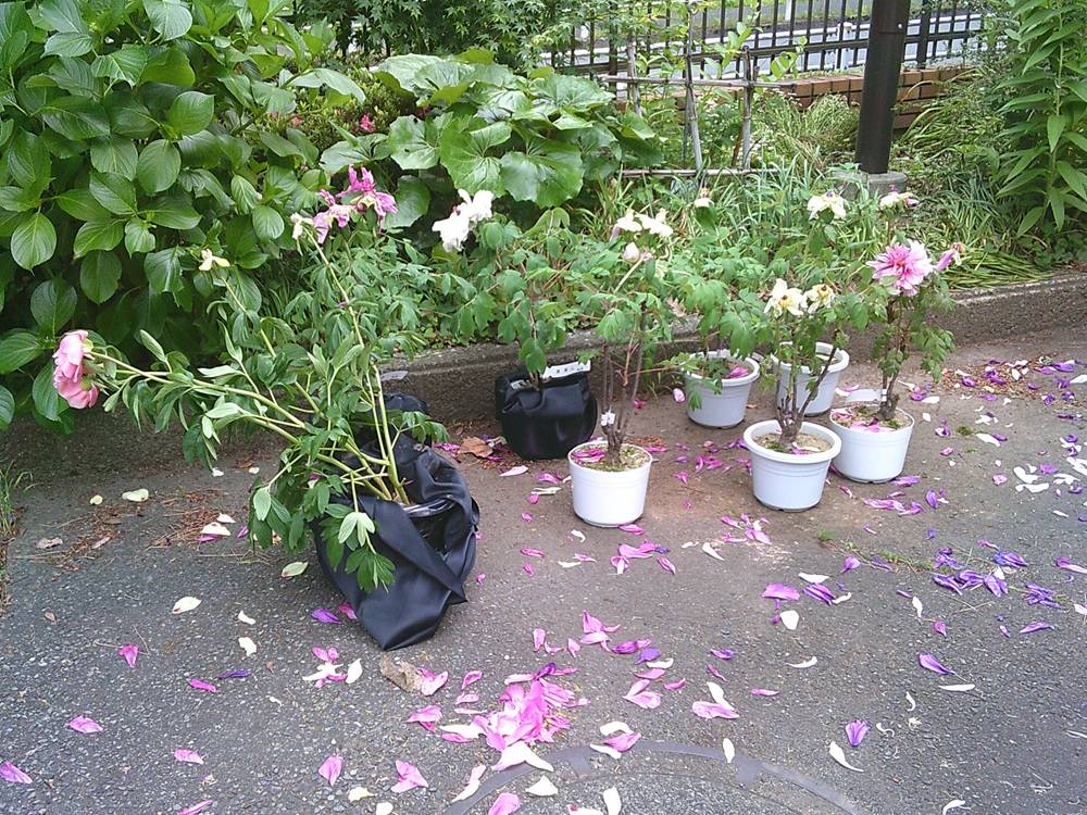 5　ぼたん引き渡し.jpg