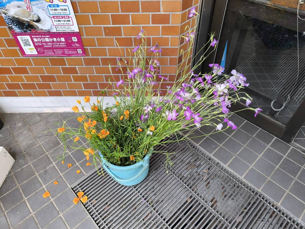15　ムギナデシコ.jpg