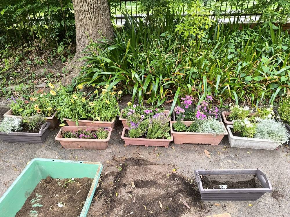 13　宿根草.jpg