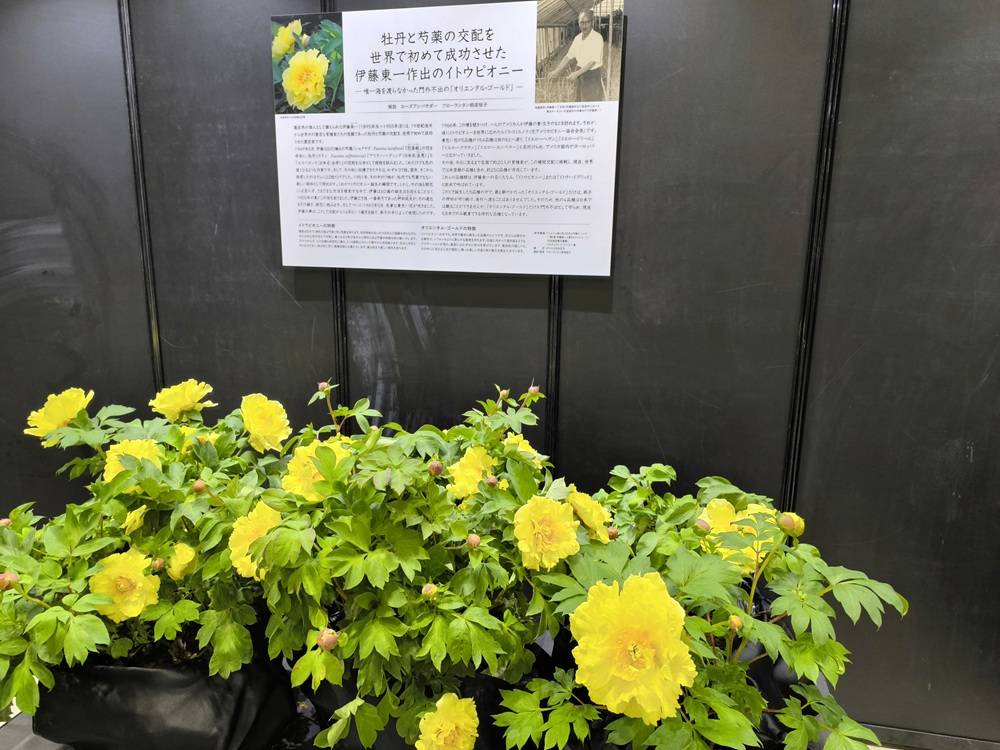 3　ハイブリッドぼたん.jpg