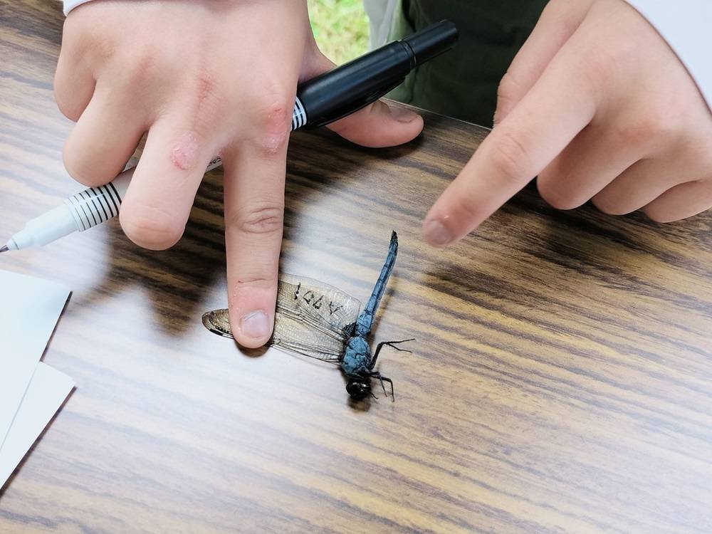 支翅マーキング2.jpg