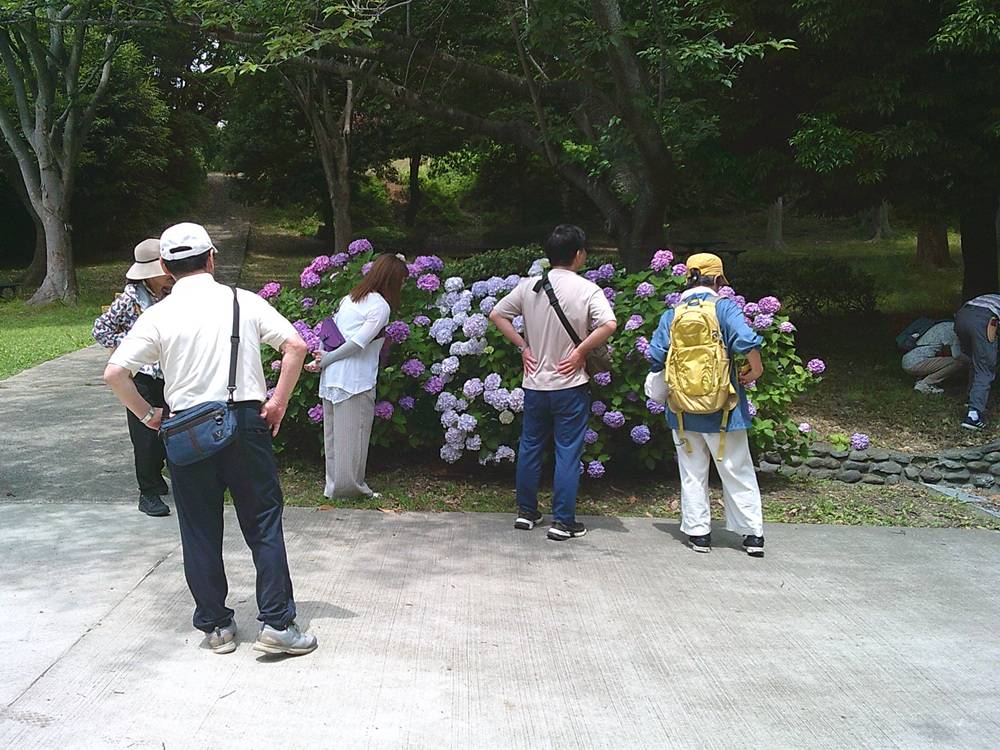 アジサイ坂4.jpg