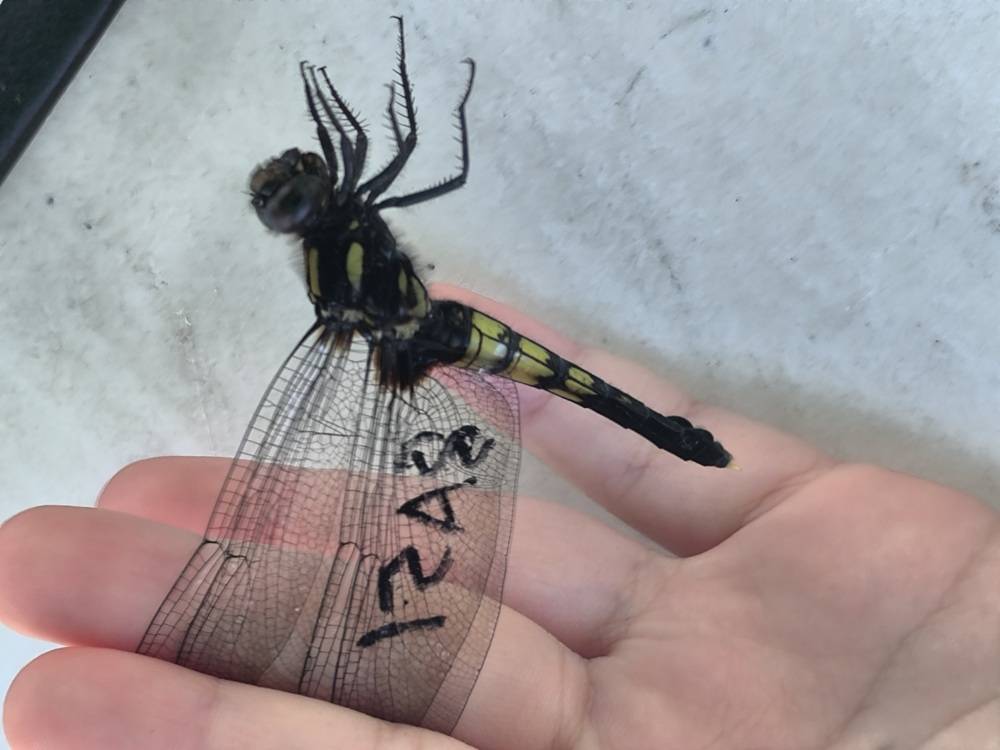 11.麦わらトンボ.jpg