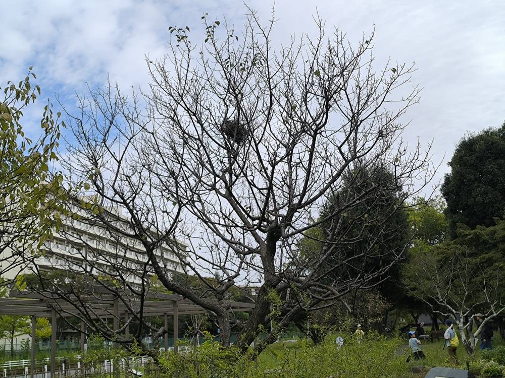 10タイワンリス.jpg