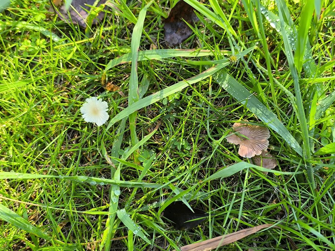 きのこ花.jpg