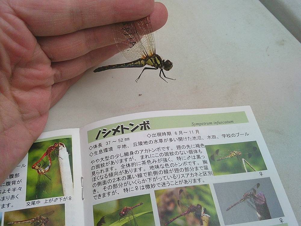 14ノシメトンボ.jpg