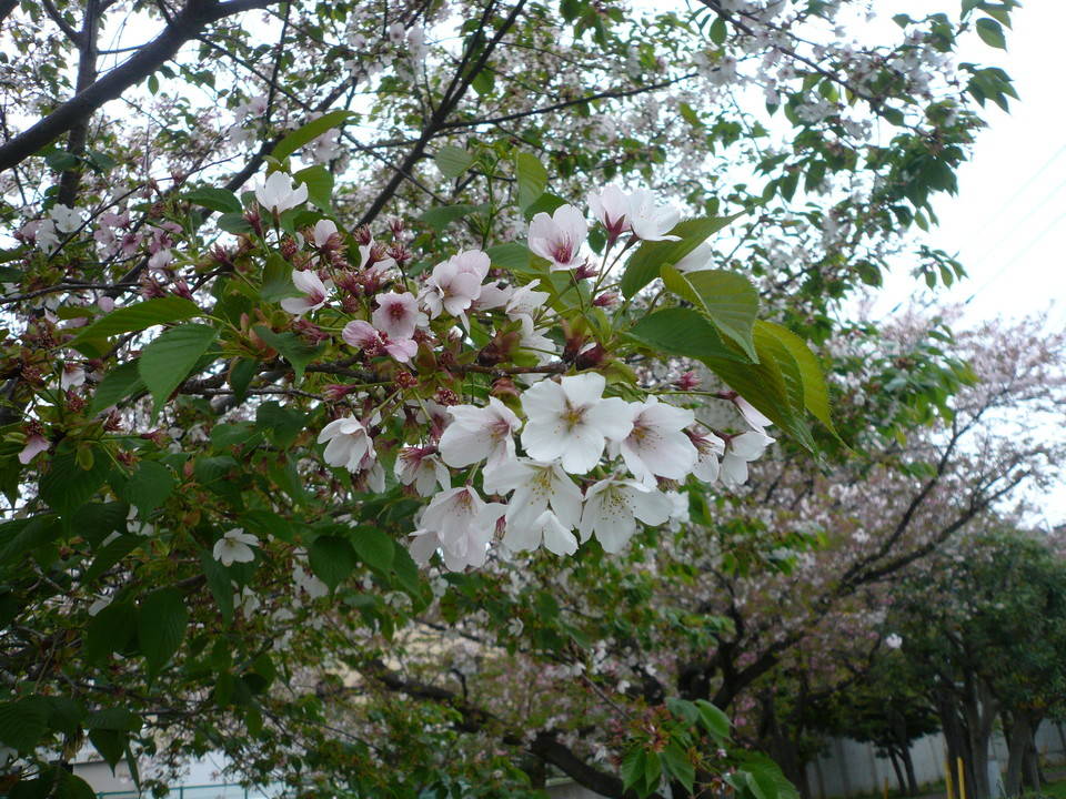 P1090613.jpg