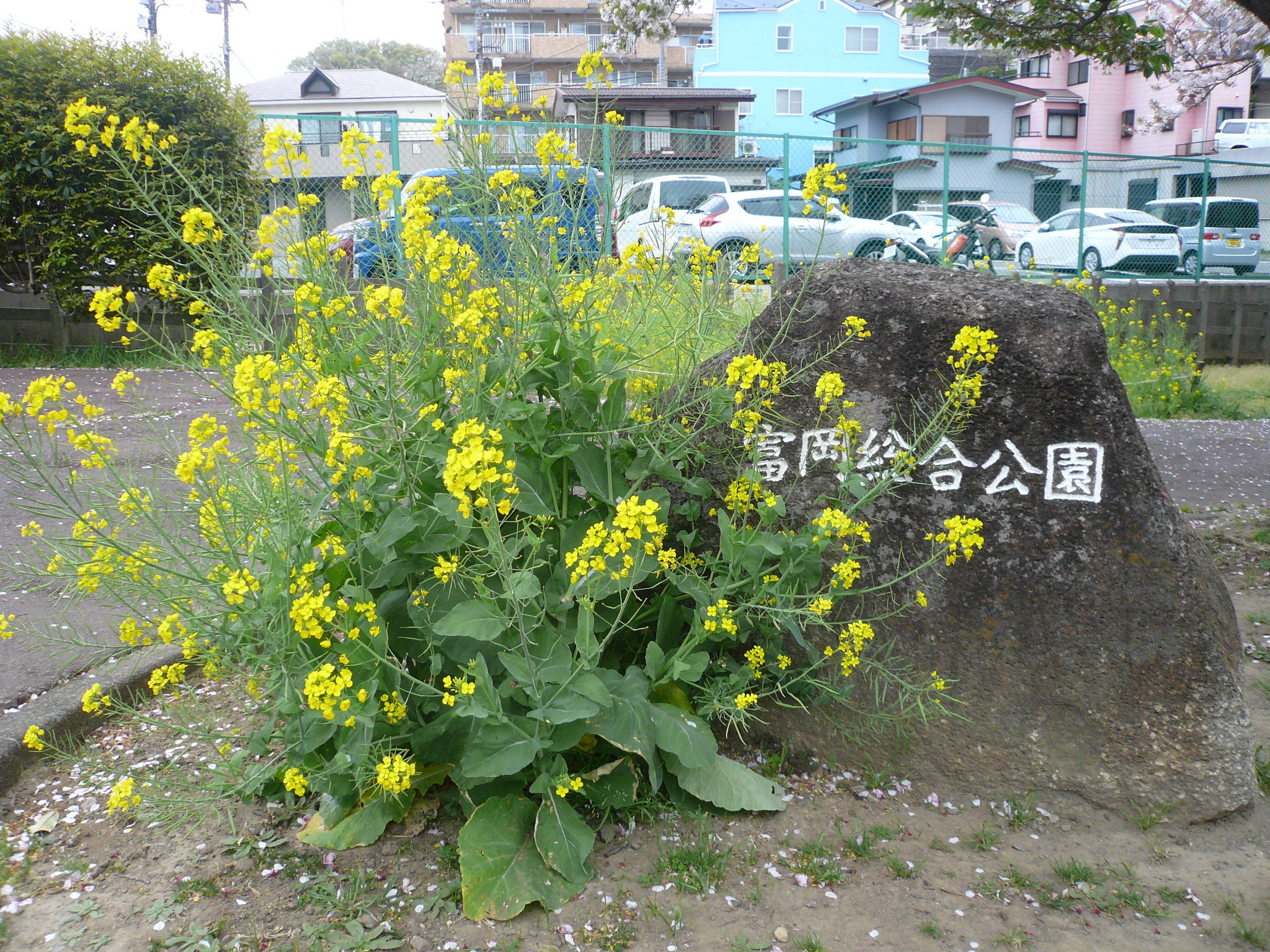 P1090614.jpg