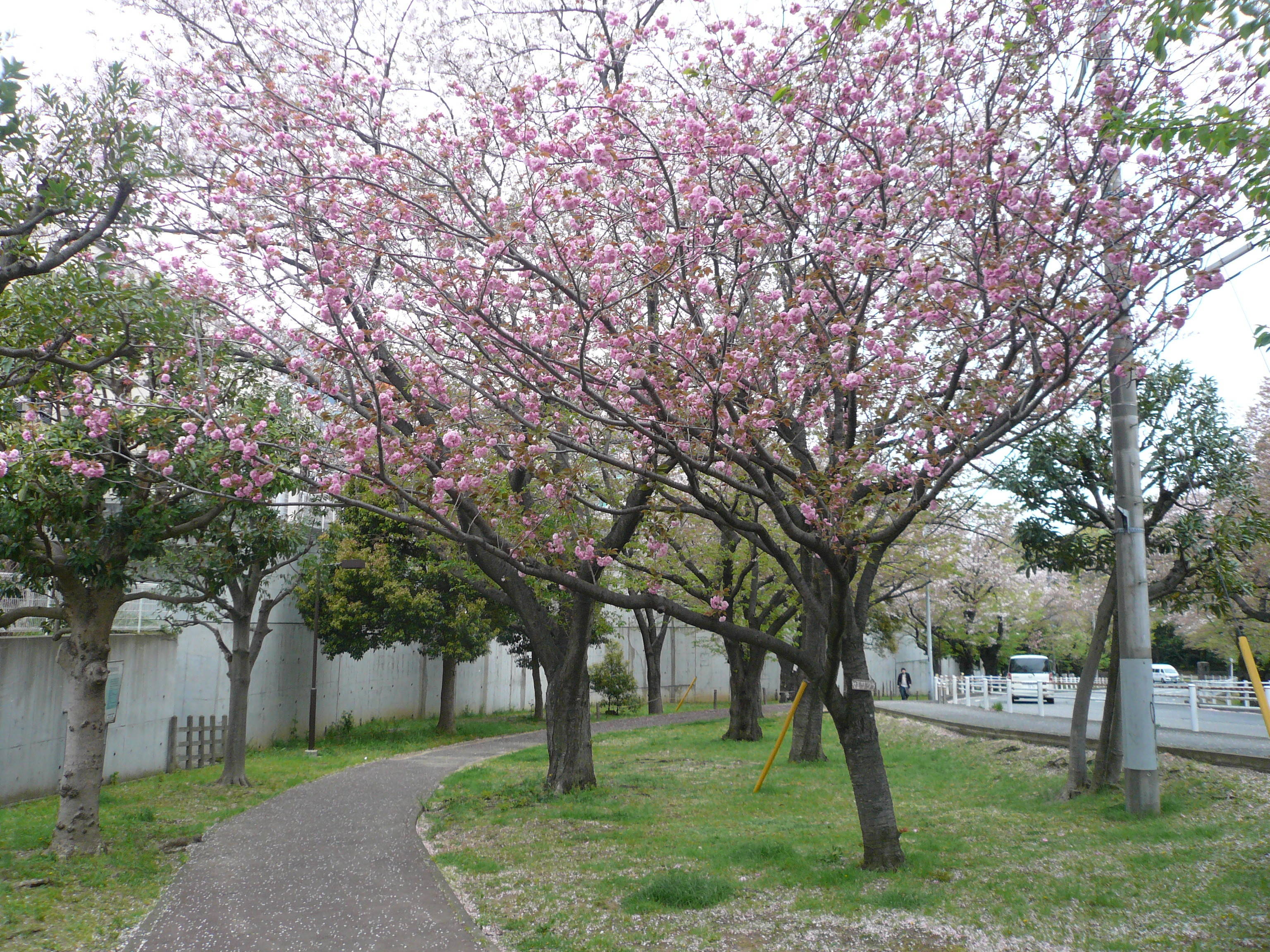 P1090623.jpg