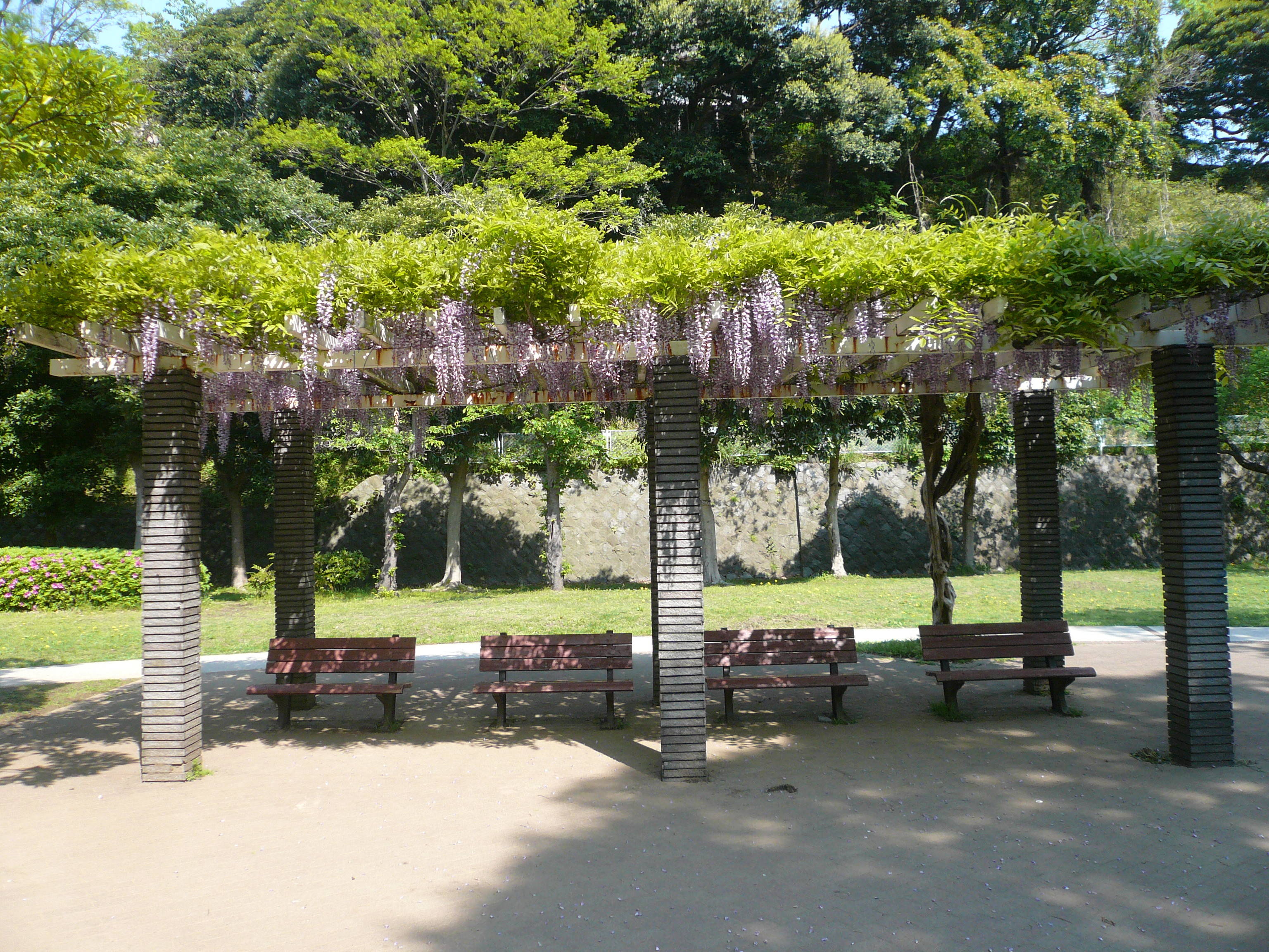 薄紫の藤の花が見ごろです ブログ 富岡総合公園公式サイト 公益財団法人 横浜市緑の協会