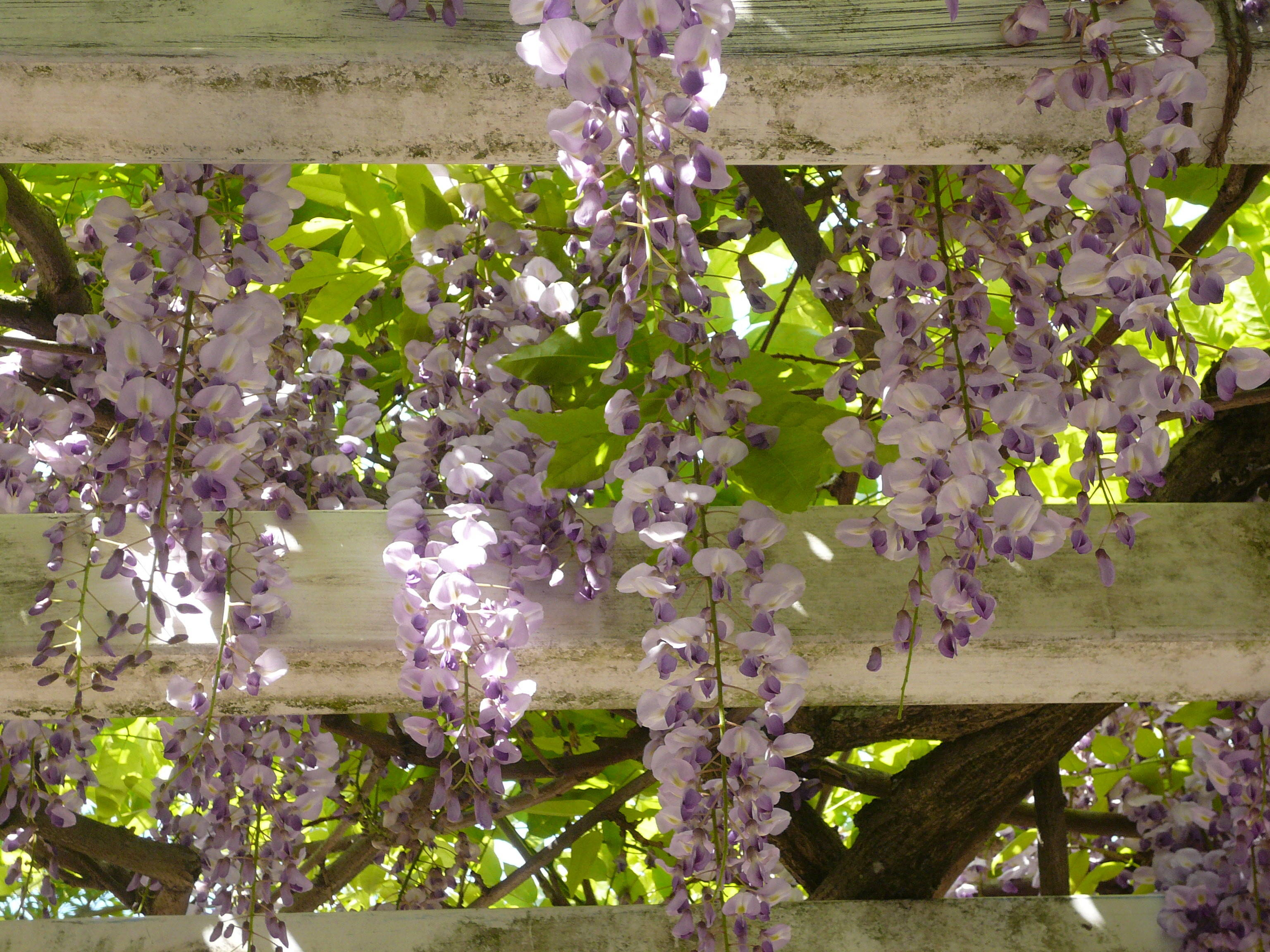 薄紫の藤の花が見ごろです ブログ 富岡総合公園公式サイト 公益財団法人 横浜市緑の協会