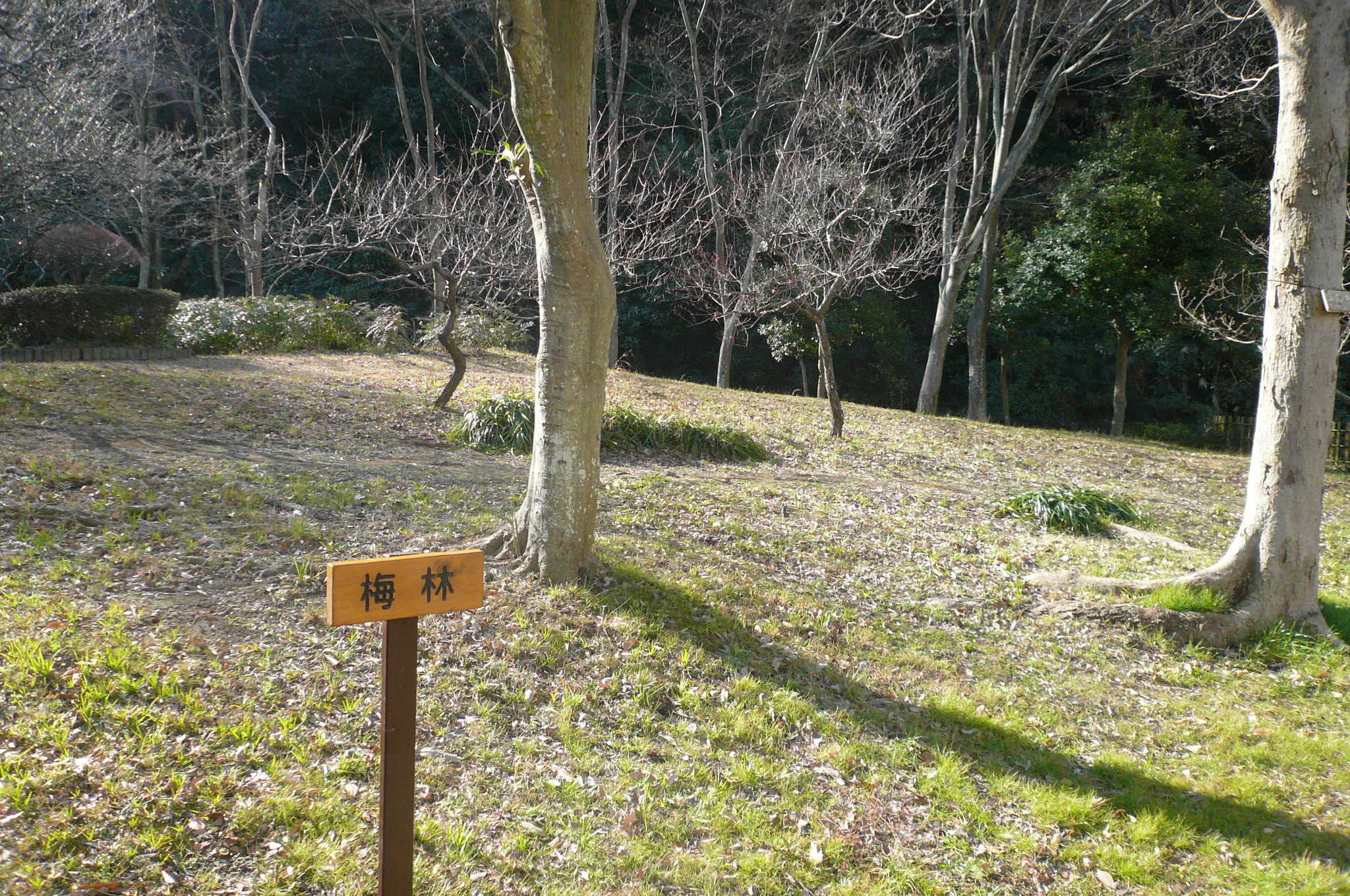 P1110331.jpg