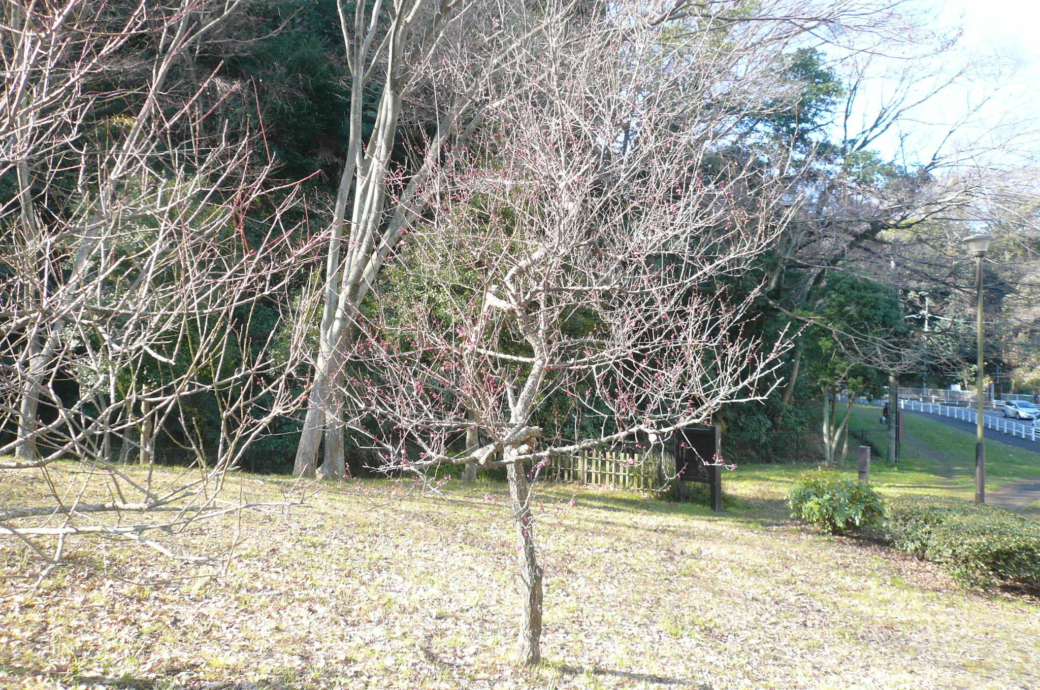 P1110334.jpg