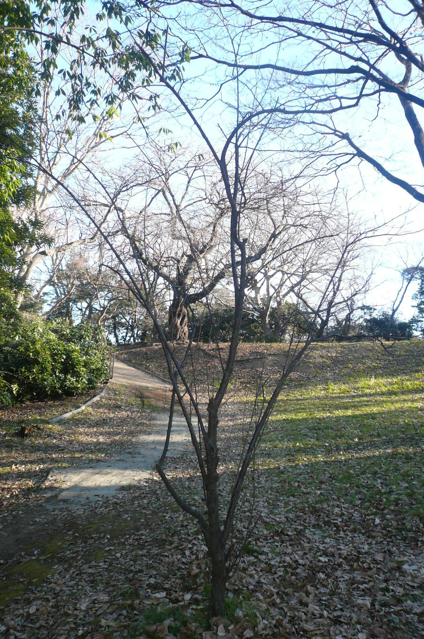 P1110362.jpg