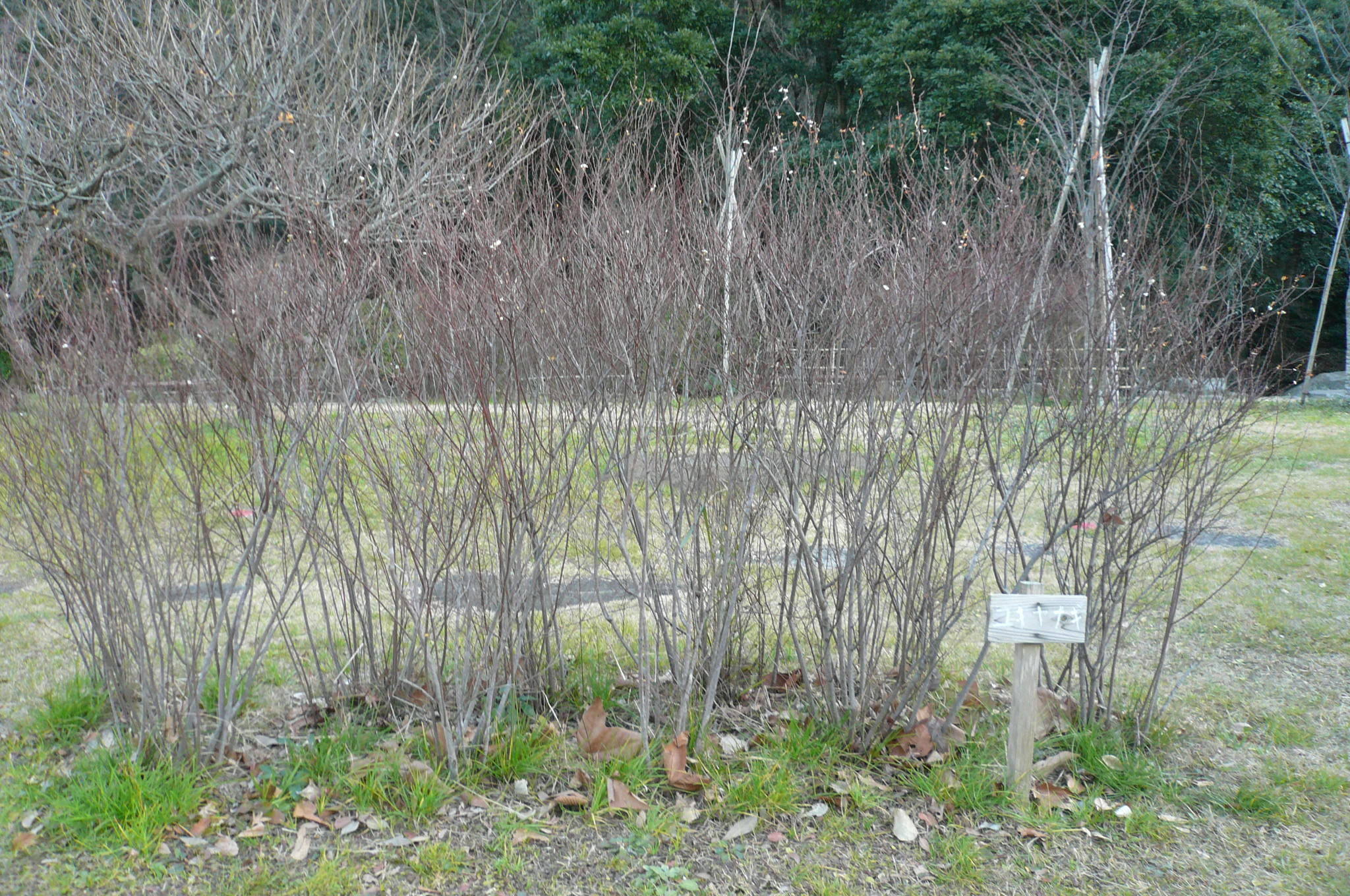 P1110377.jpg
