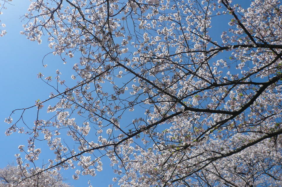 P1110829.jpg