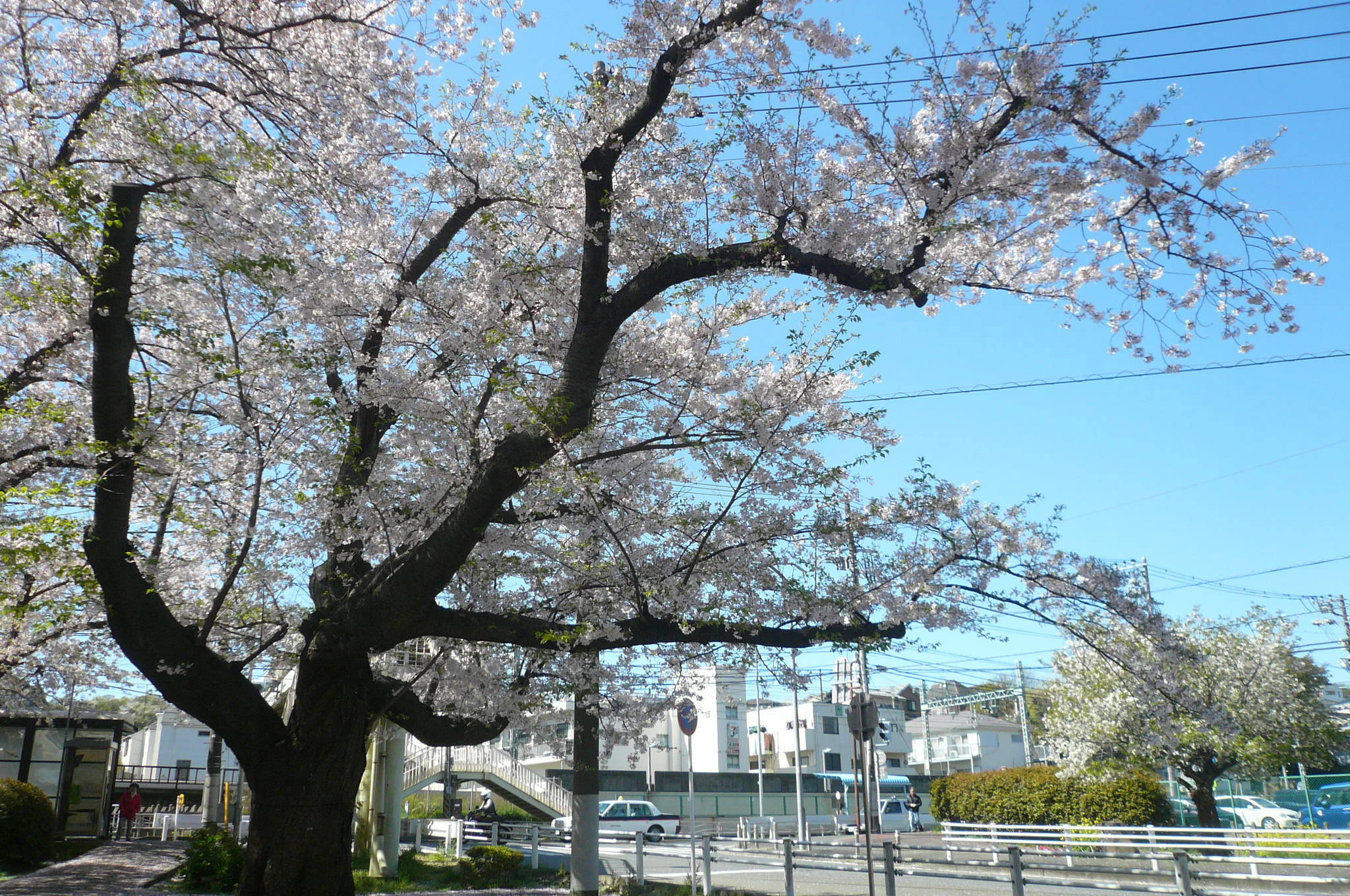 P1110831.jpg