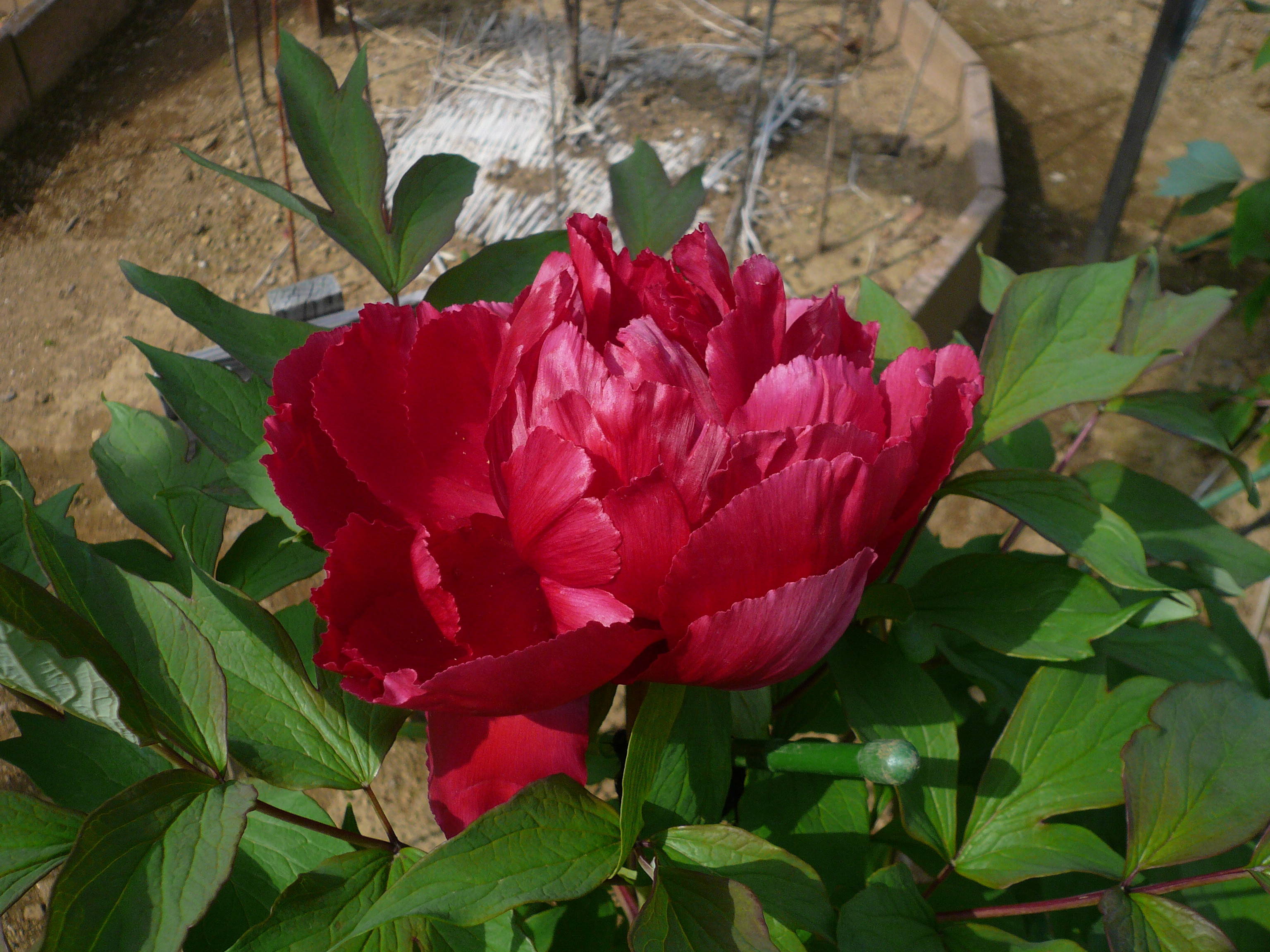 P1090700.jpg