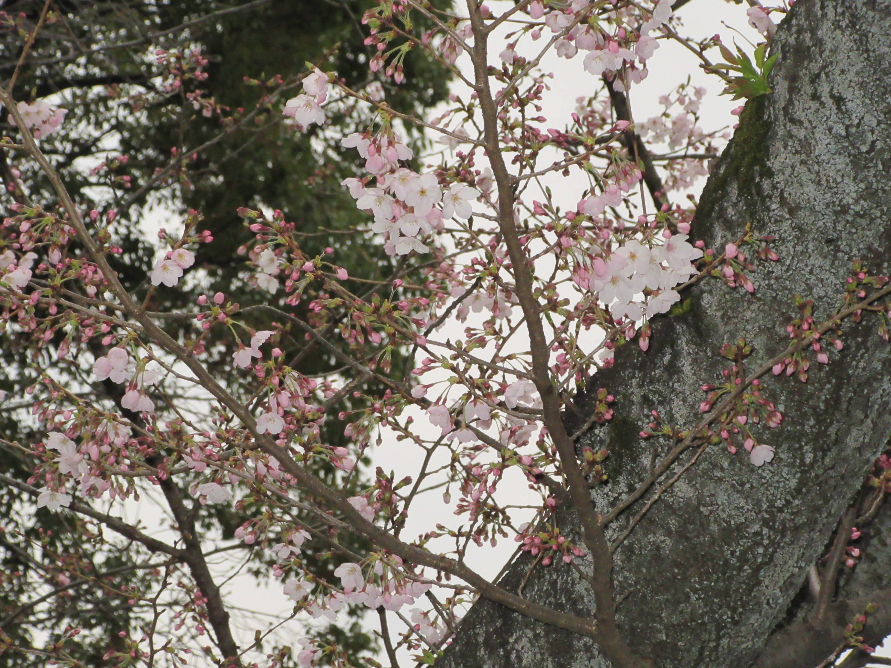 IMG_2633.jpg