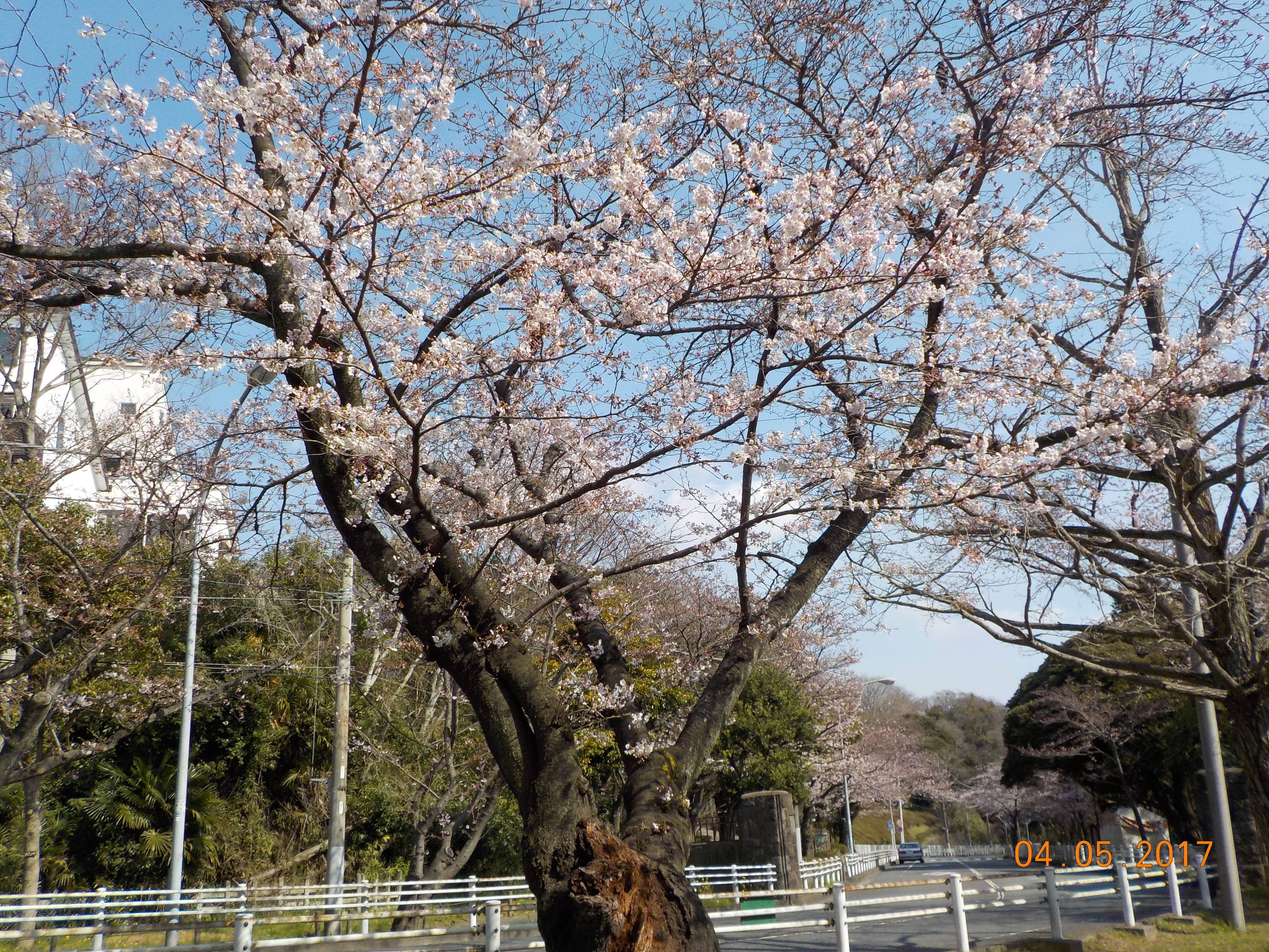 DSCN4529.jpg
