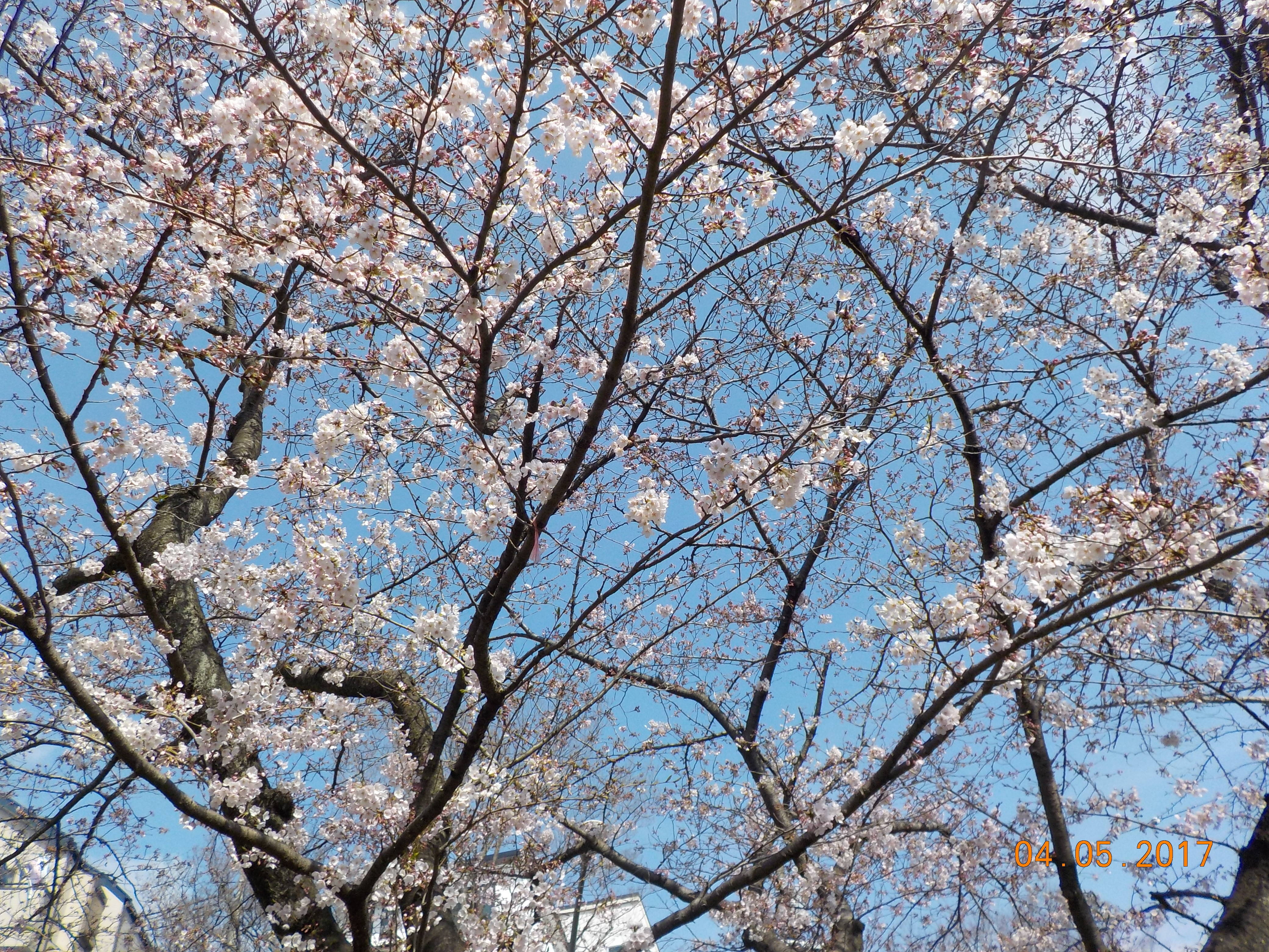 DSCN4530.jpg