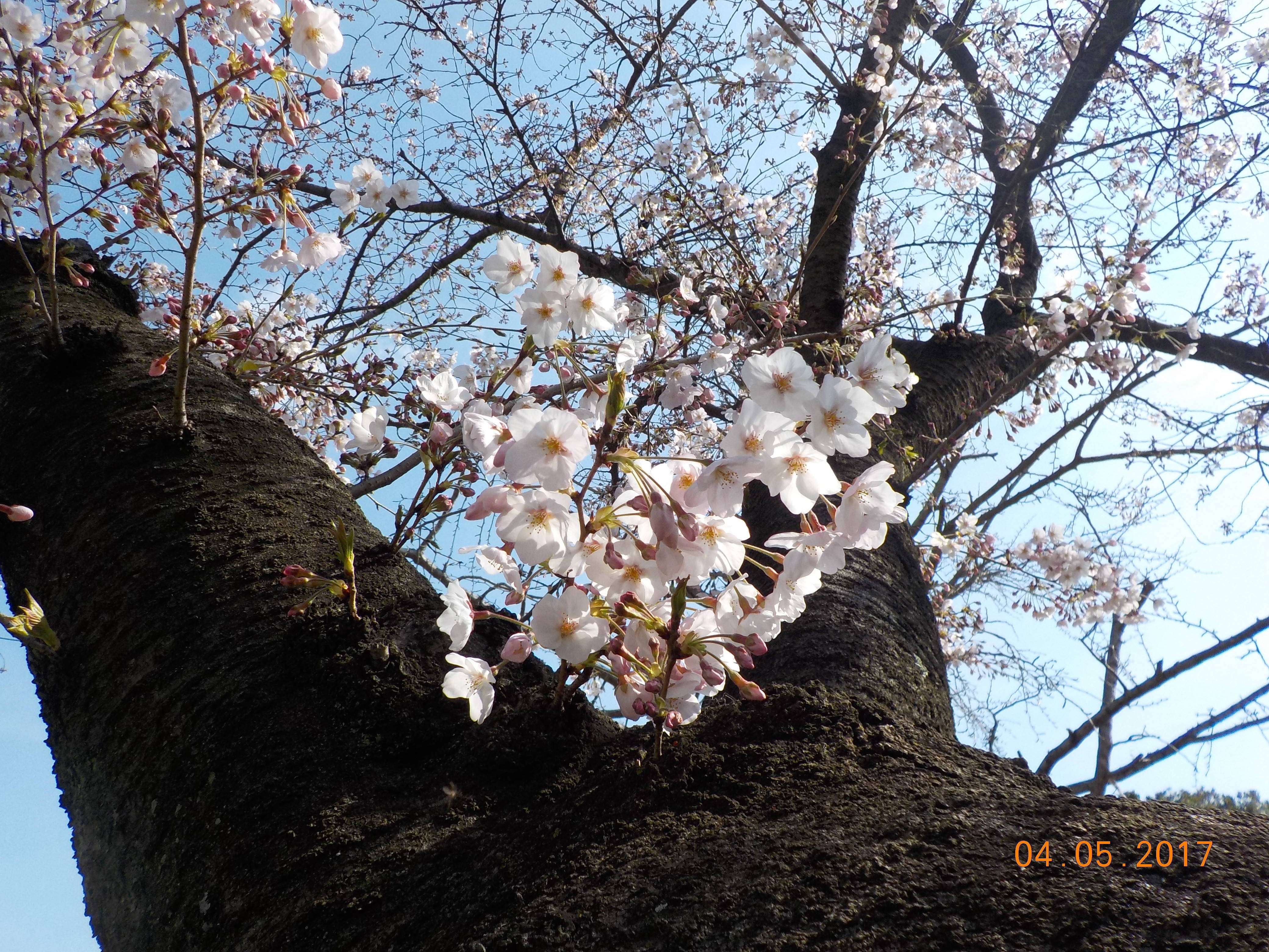 DSCN4531.jpg