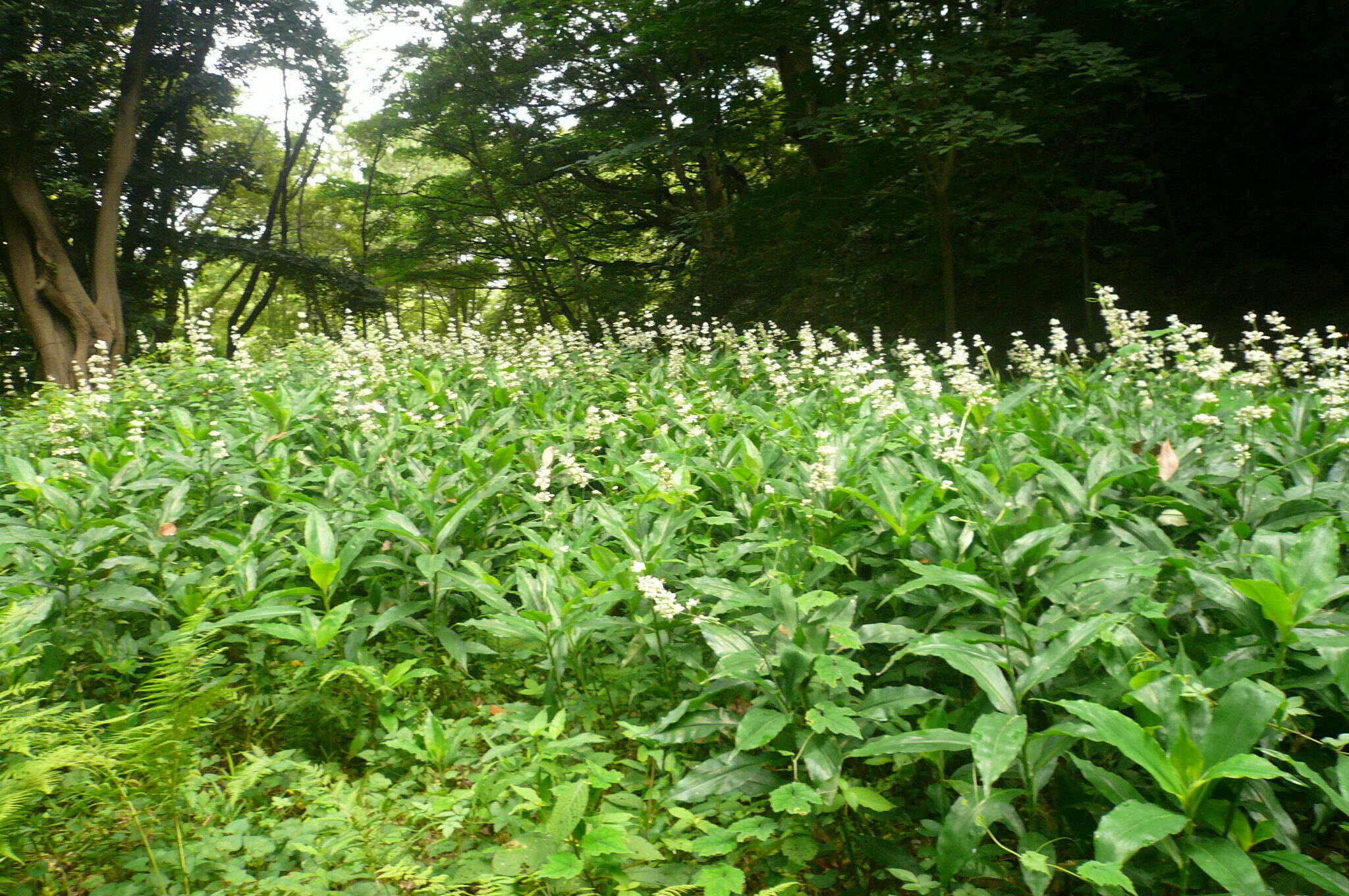 P1120641.jpg