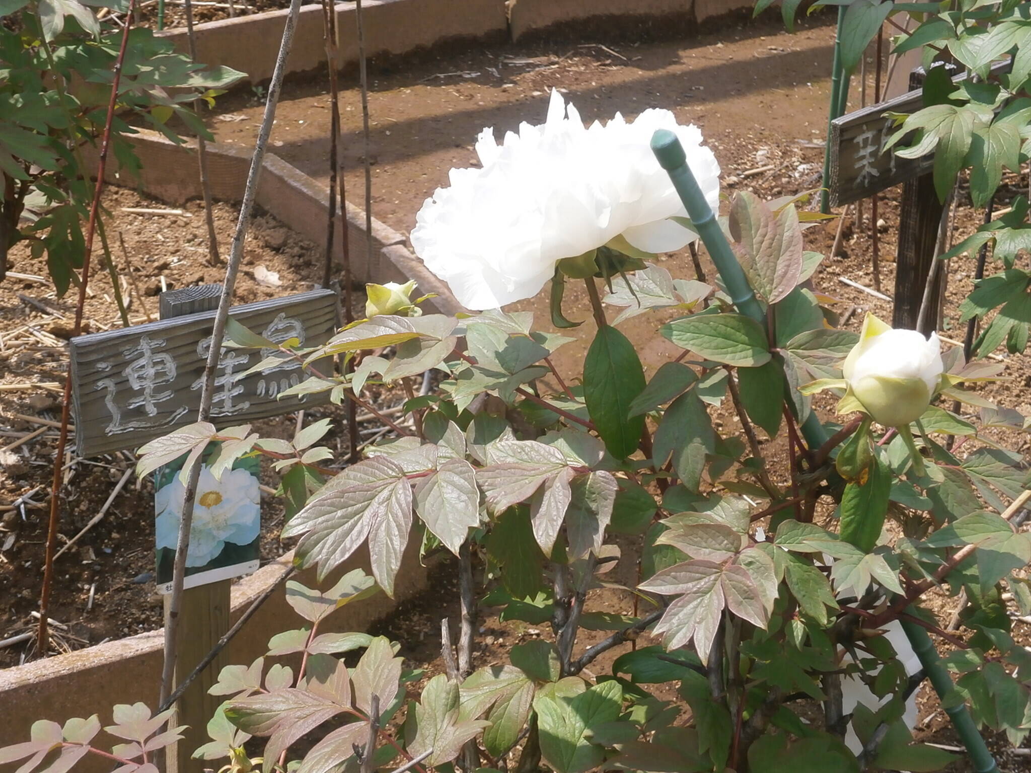 連鶴P4170189.jpg
