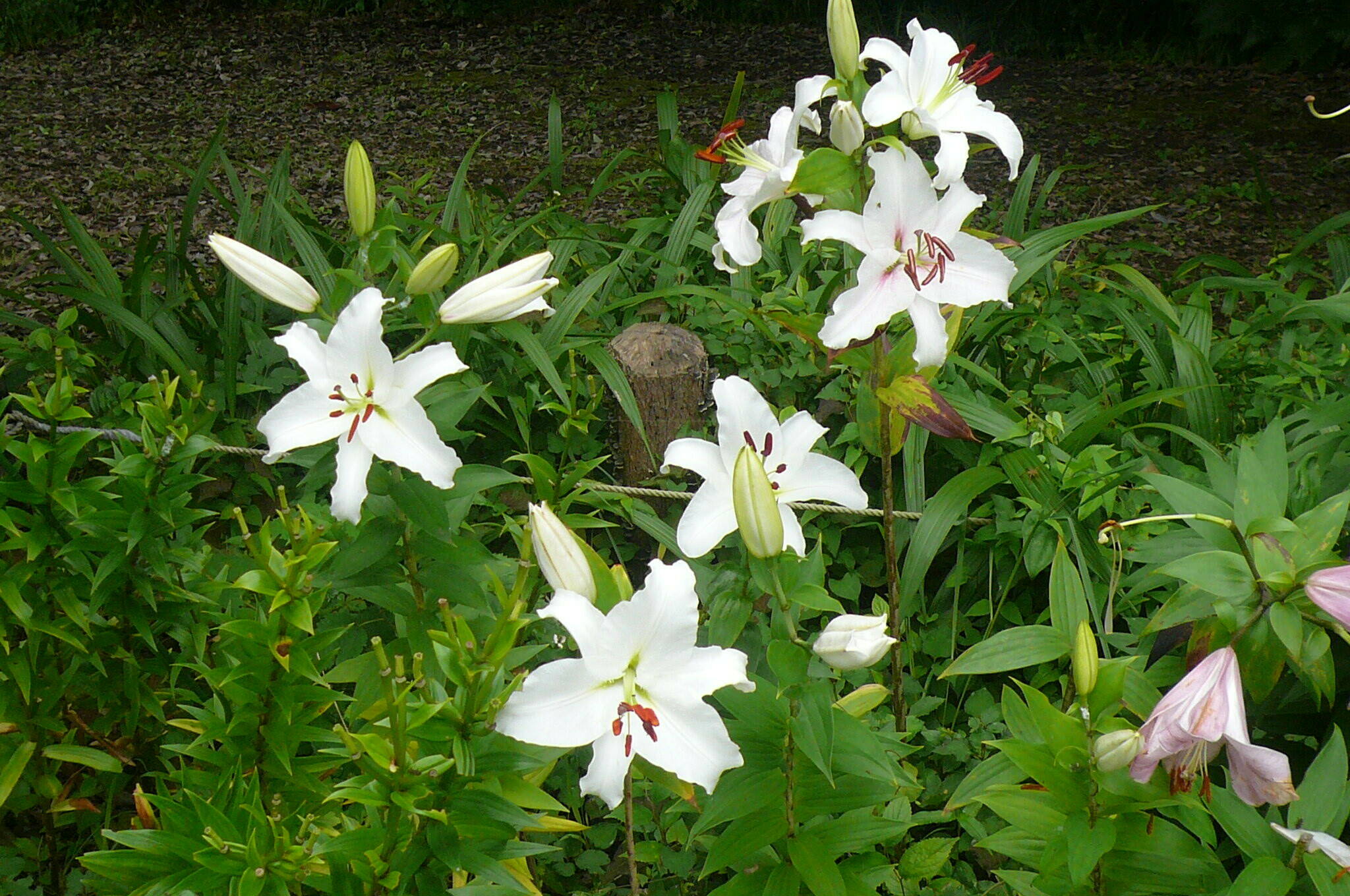 富総ユリ園 ユリ2.jpg