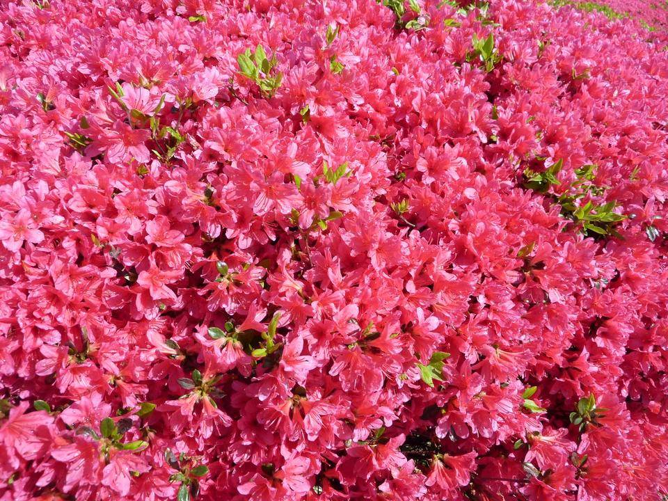 ゆきお 花より団子 SHIBUYA サクラサク 富士 野島さんの芍薬 ラスト！】ホワイトフロスト 10本 静岡県 | 新鮮