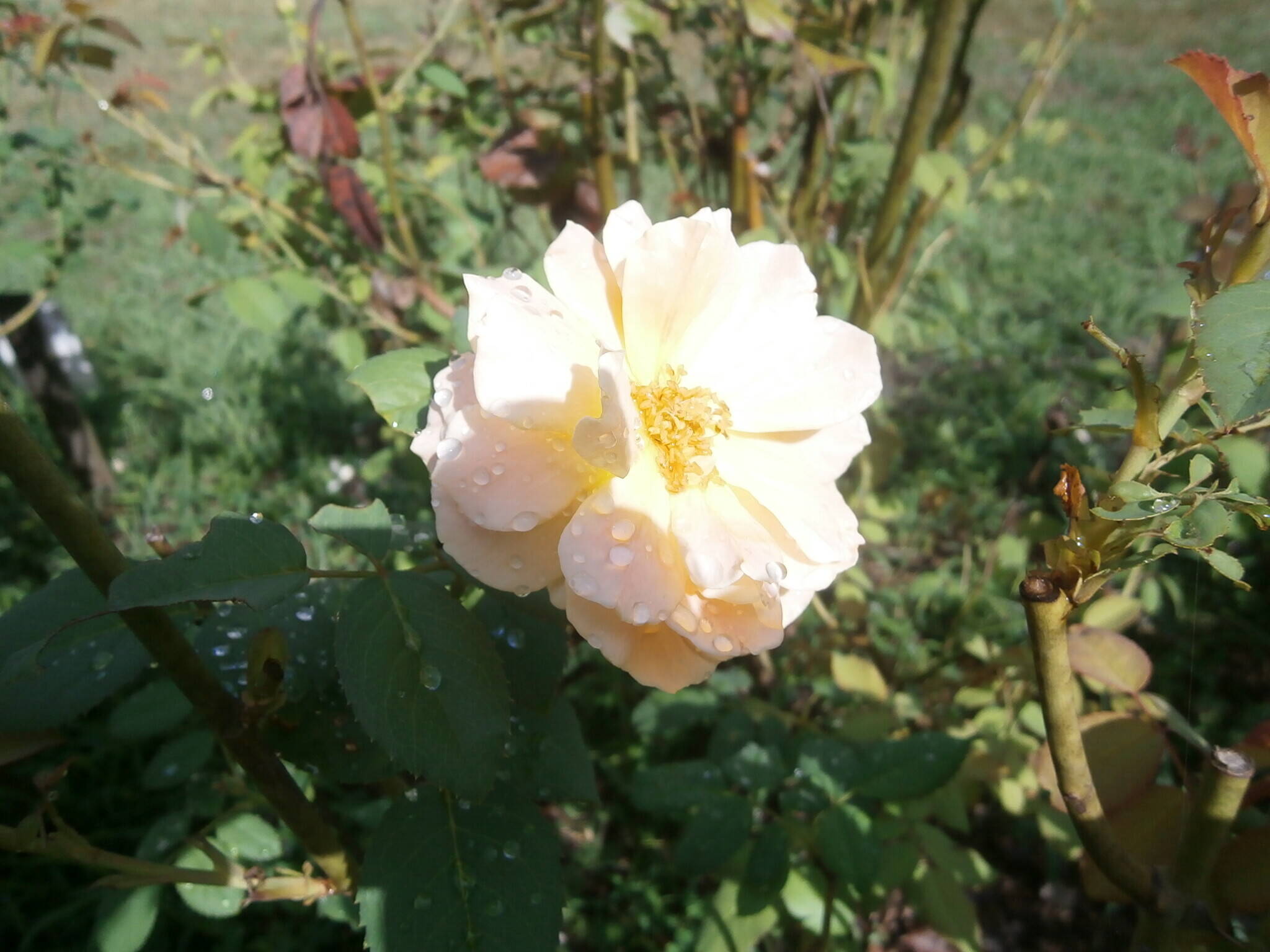 P9030593モリニュー.jpg
