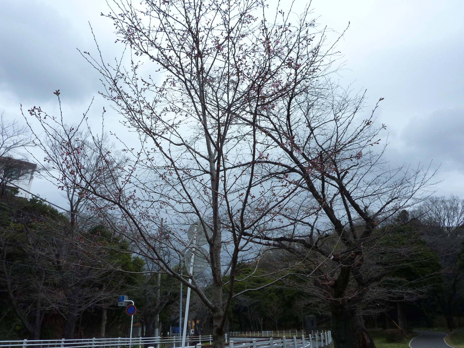 P1030713.jpg