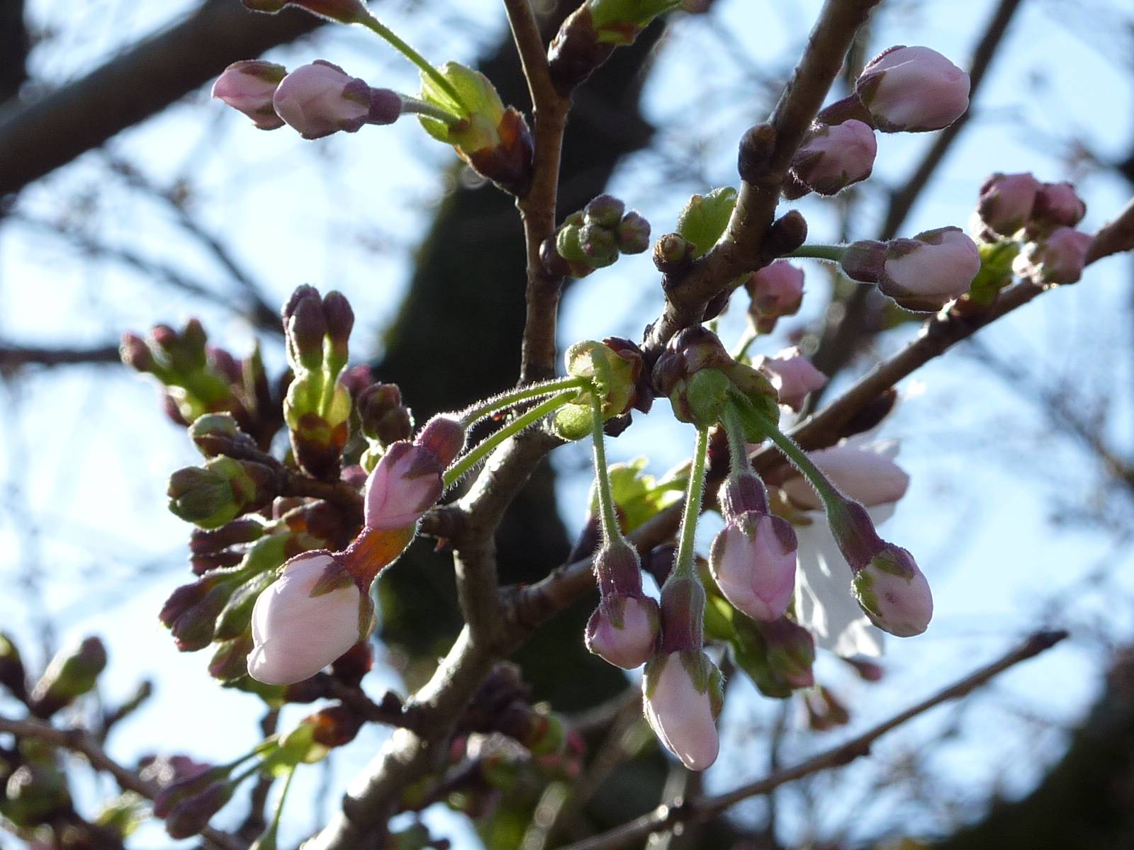 桜開花情報】2023年3月19日（日）|｜ブログ|富岡総合公園公式