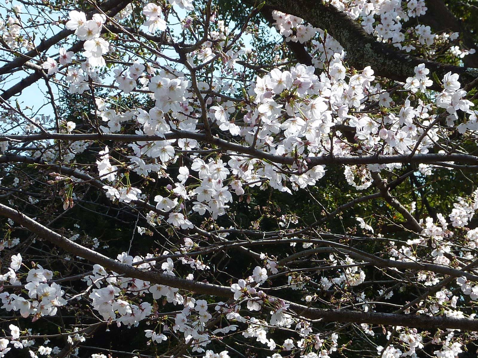 桜開花情報】2023年3月22日（水）|｜ブログ|富岡総合公園公式