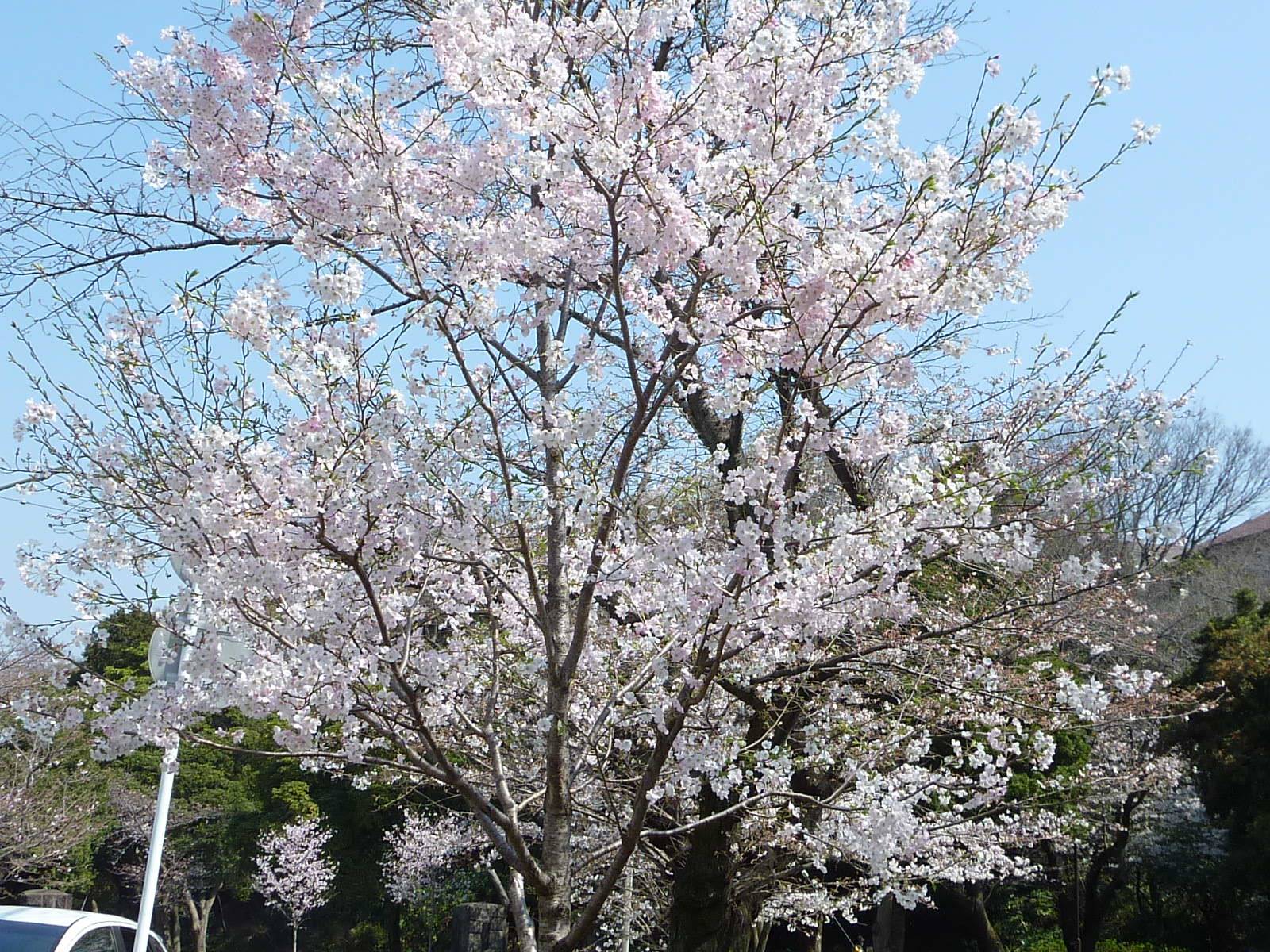 桜開花情報】2023年3月22日（水）|｜ブログ|富岡総合公園公式