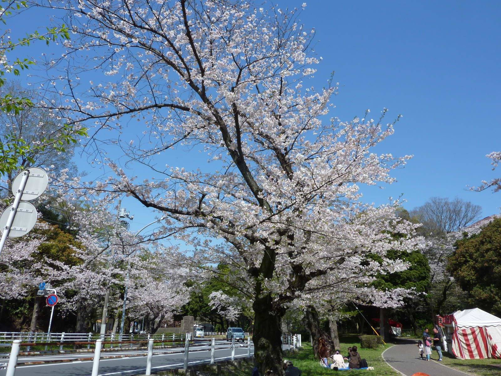 桜開花情報】2023年3月30日(木)||ブログ|富岡総合公園公式 桜開花情報】2023年3月30日(木)||ブログ|富岡総合公園公式