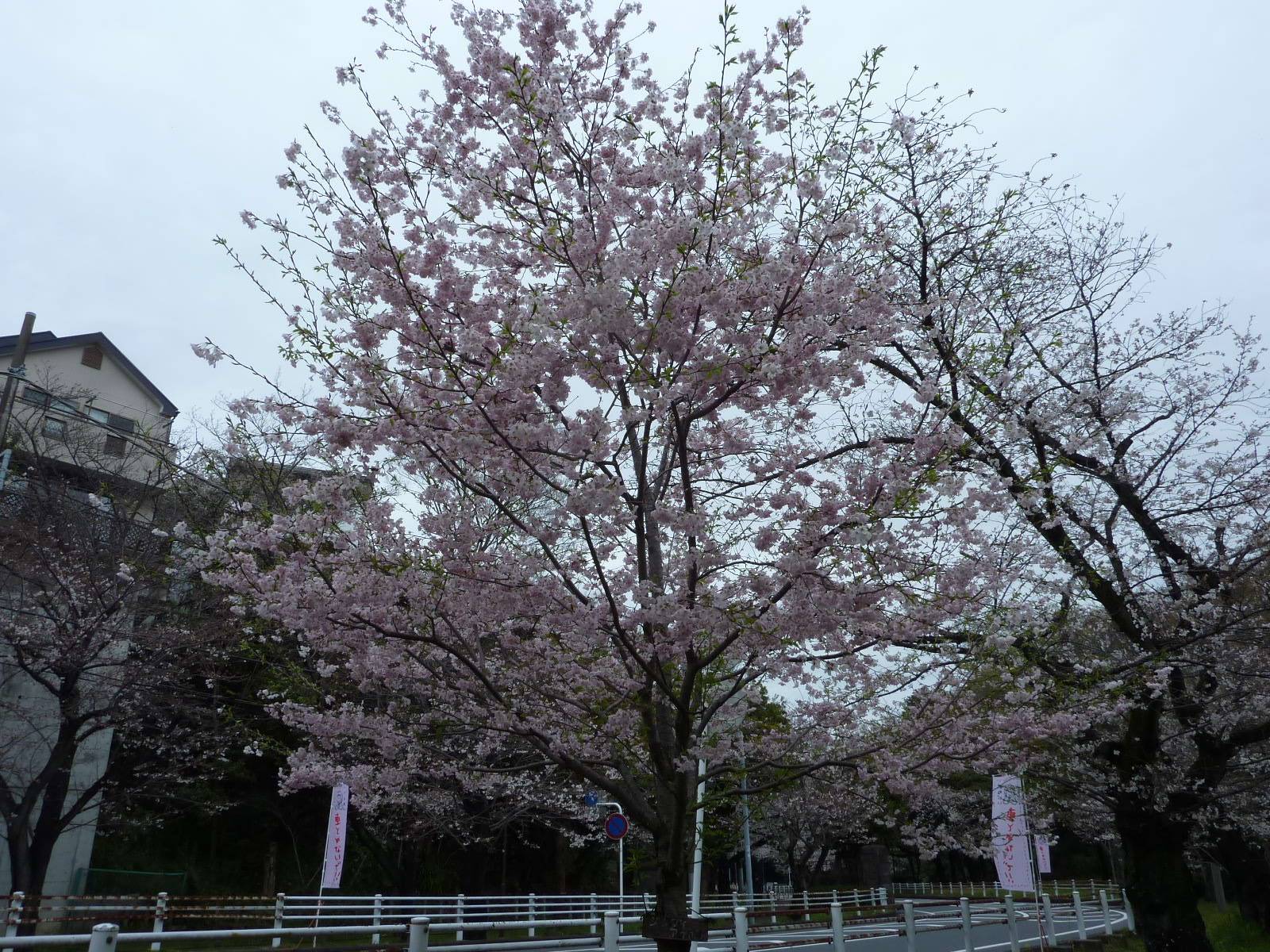 P1050845.jpg