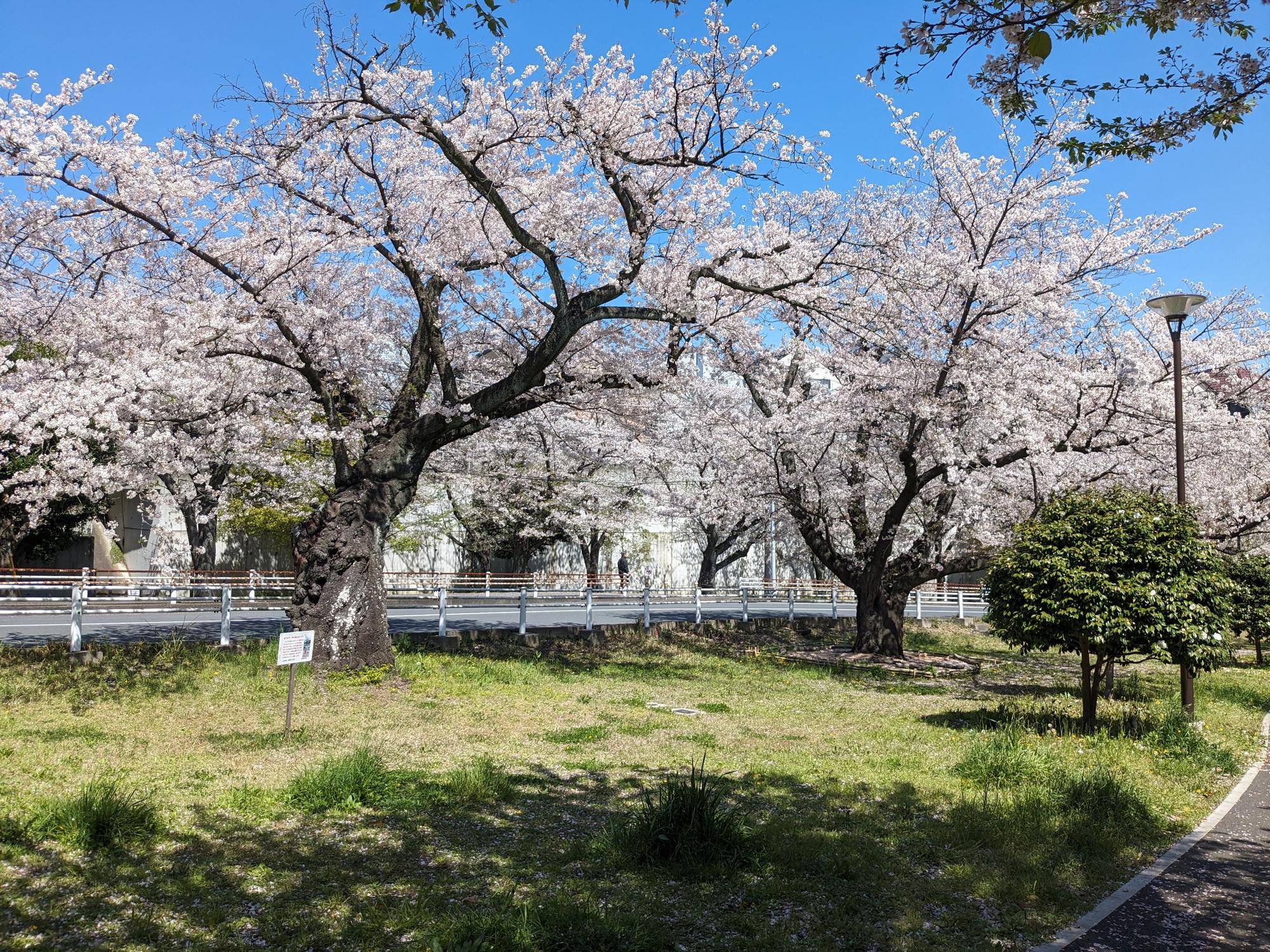 桜❀　0507 CX-5と行く「寒風山」満開の桜並木ツーリング。 | 本命と都合の