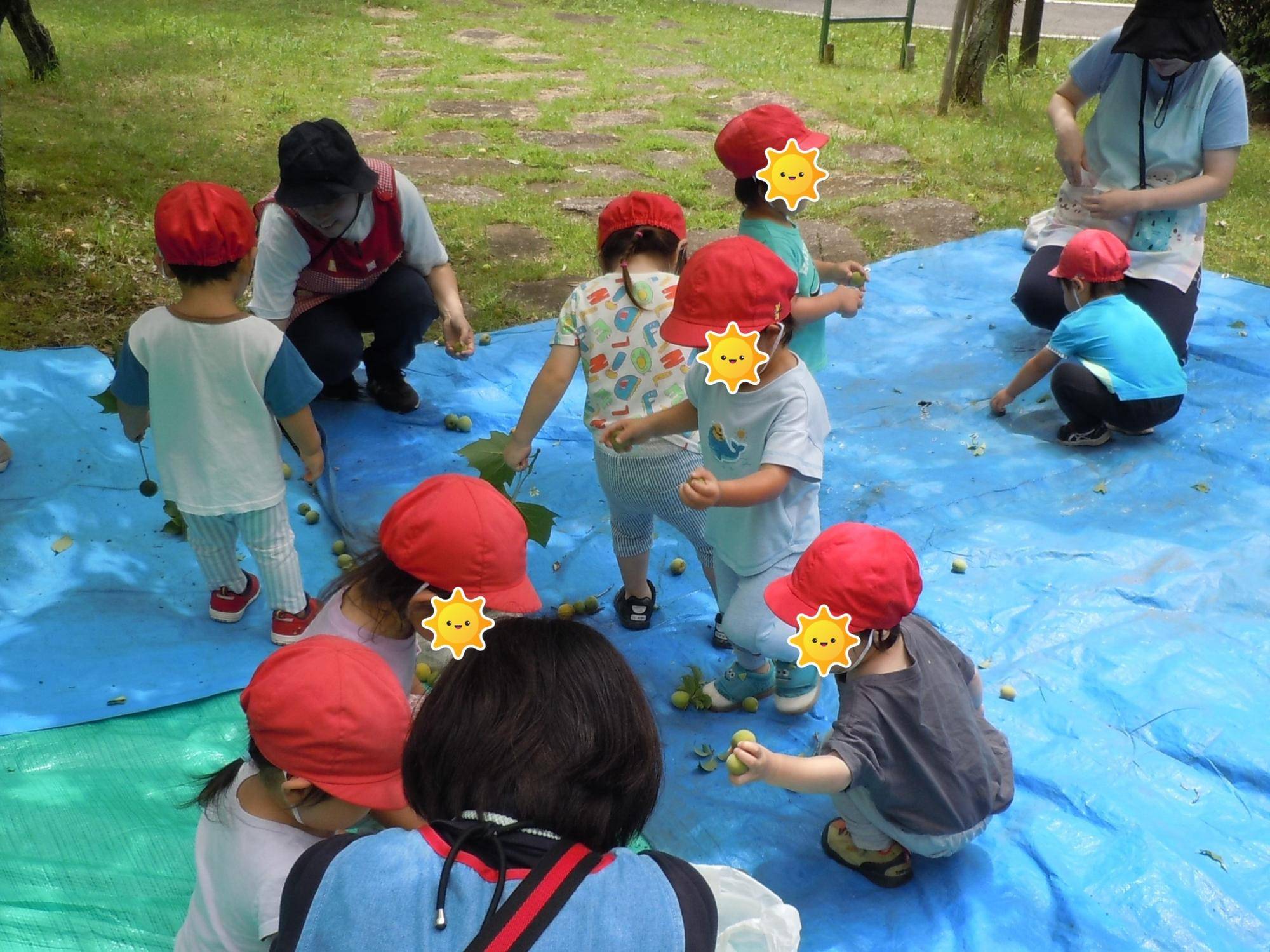02.梅もぎの様子_1歳児02.jpg
