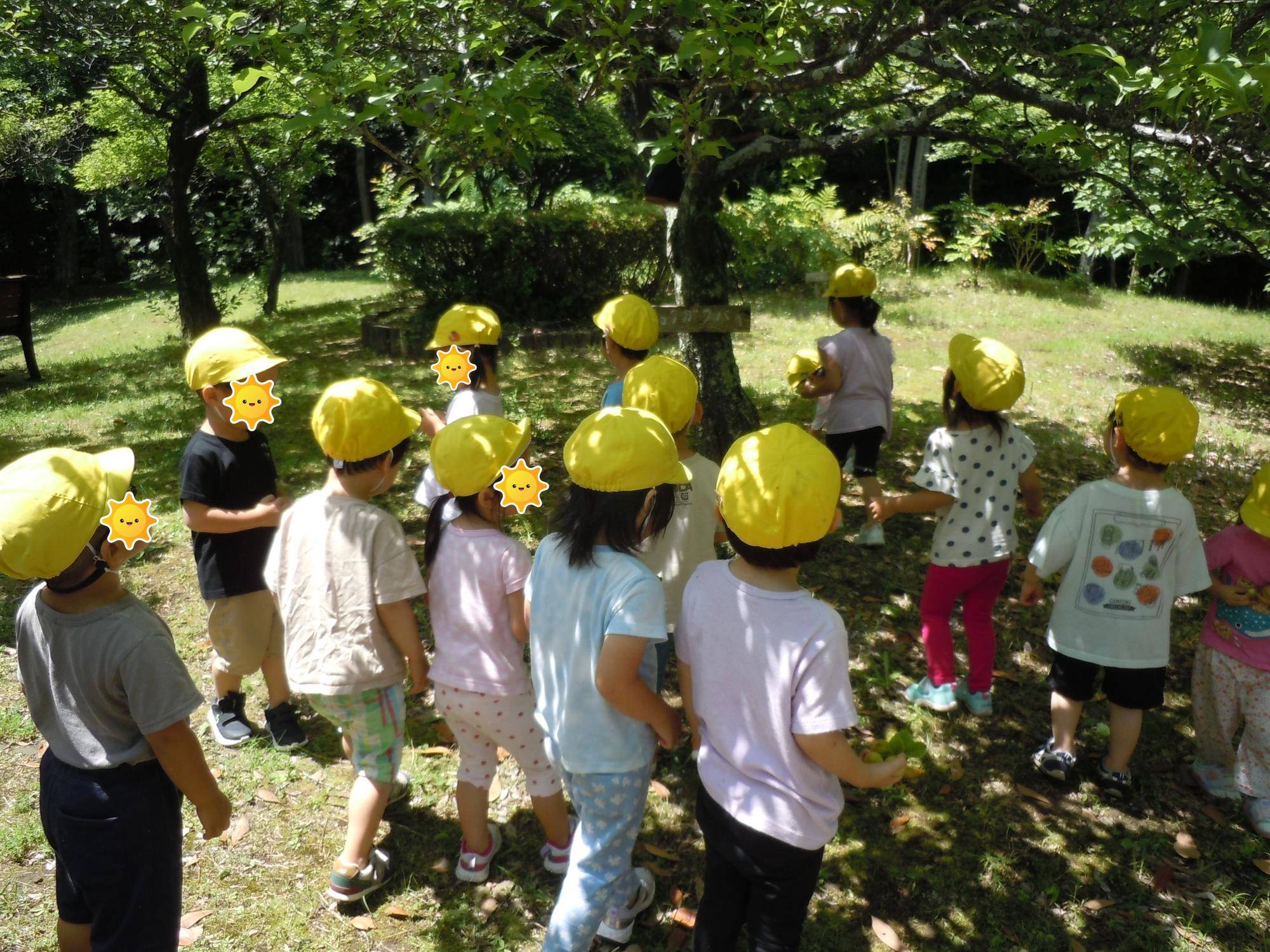 03.梅もぎの様子_4歳児.jpg