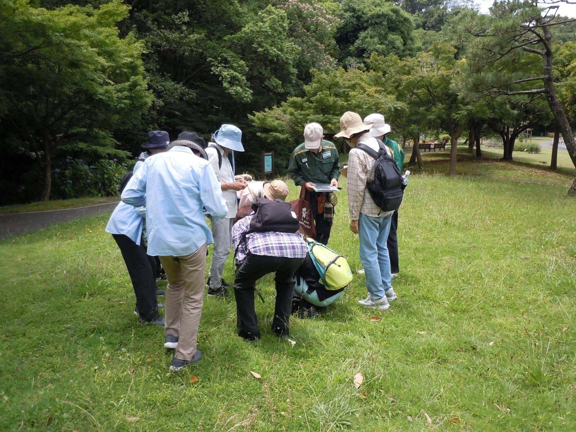 ヤハズソウを探す.jpg