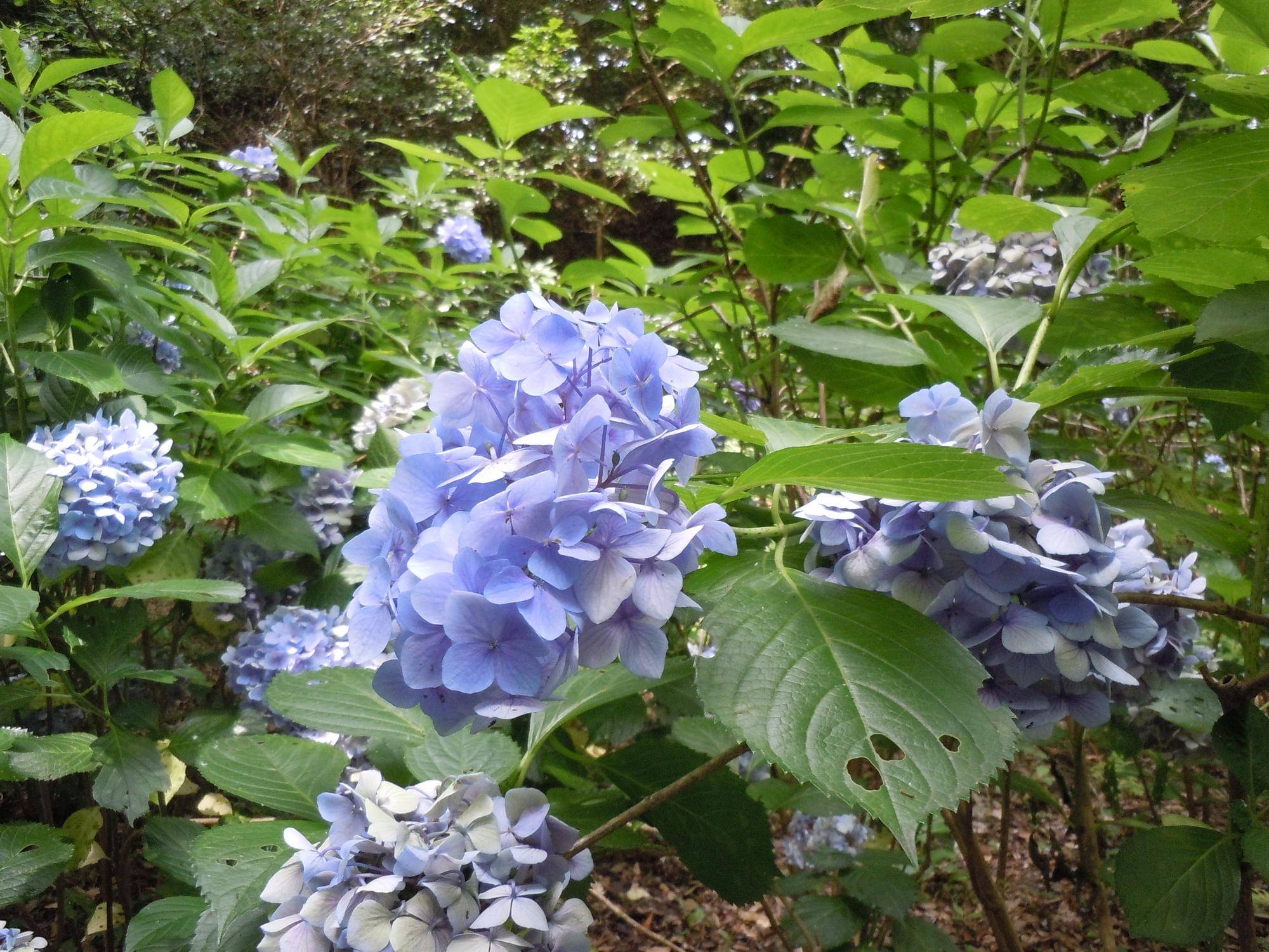 DSCN2213.jpg