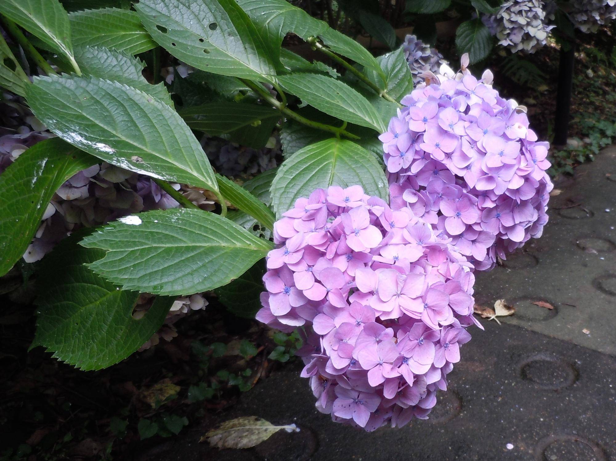 DSCN2215.jpg