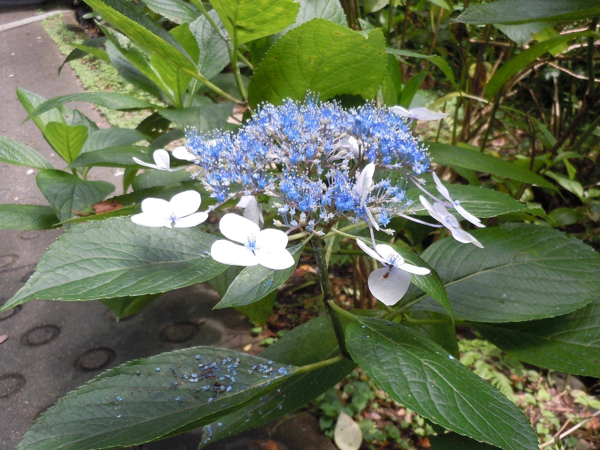 DSCN2216.jpg